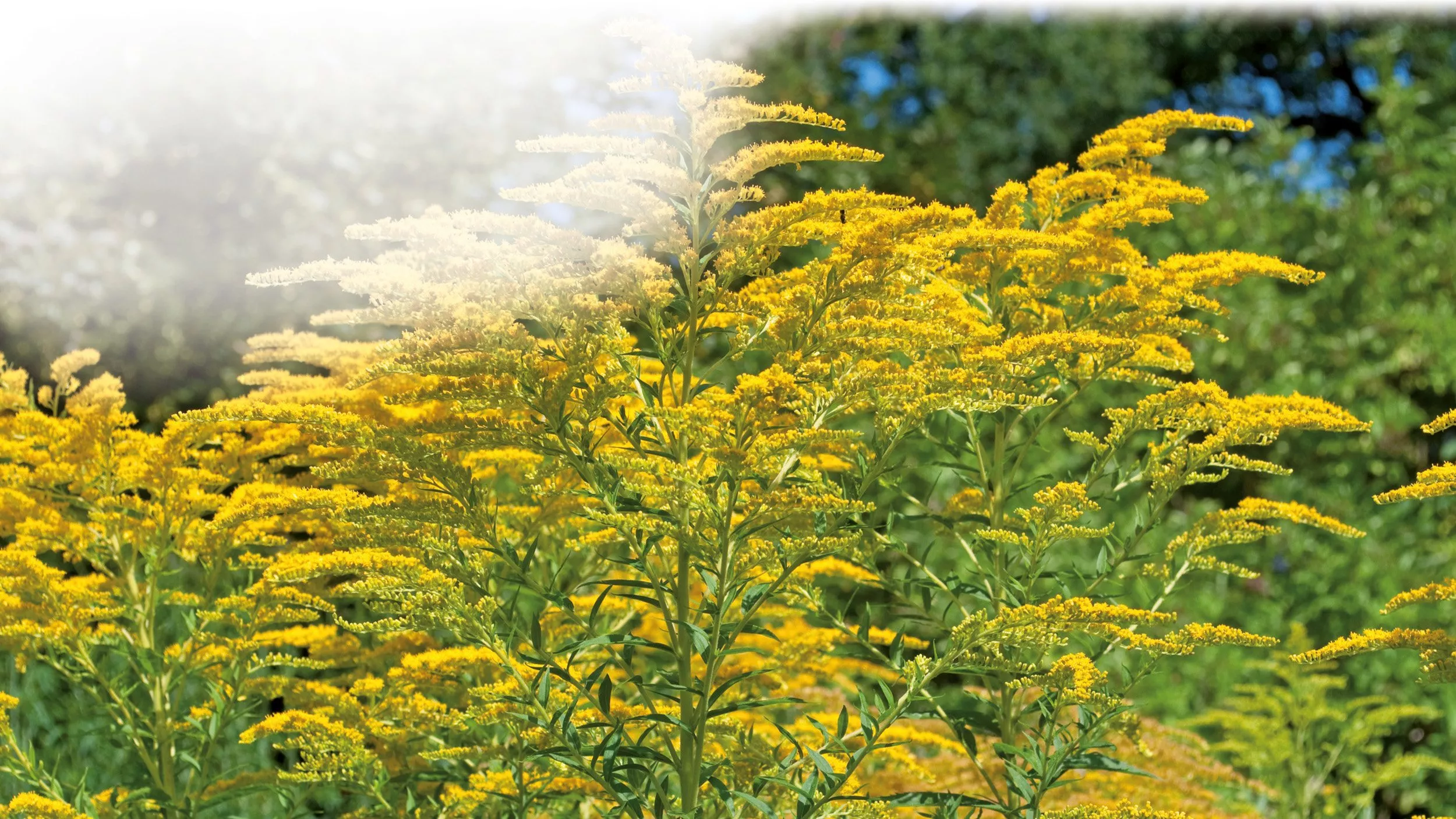 Solidago: Gold für Niere und Blase