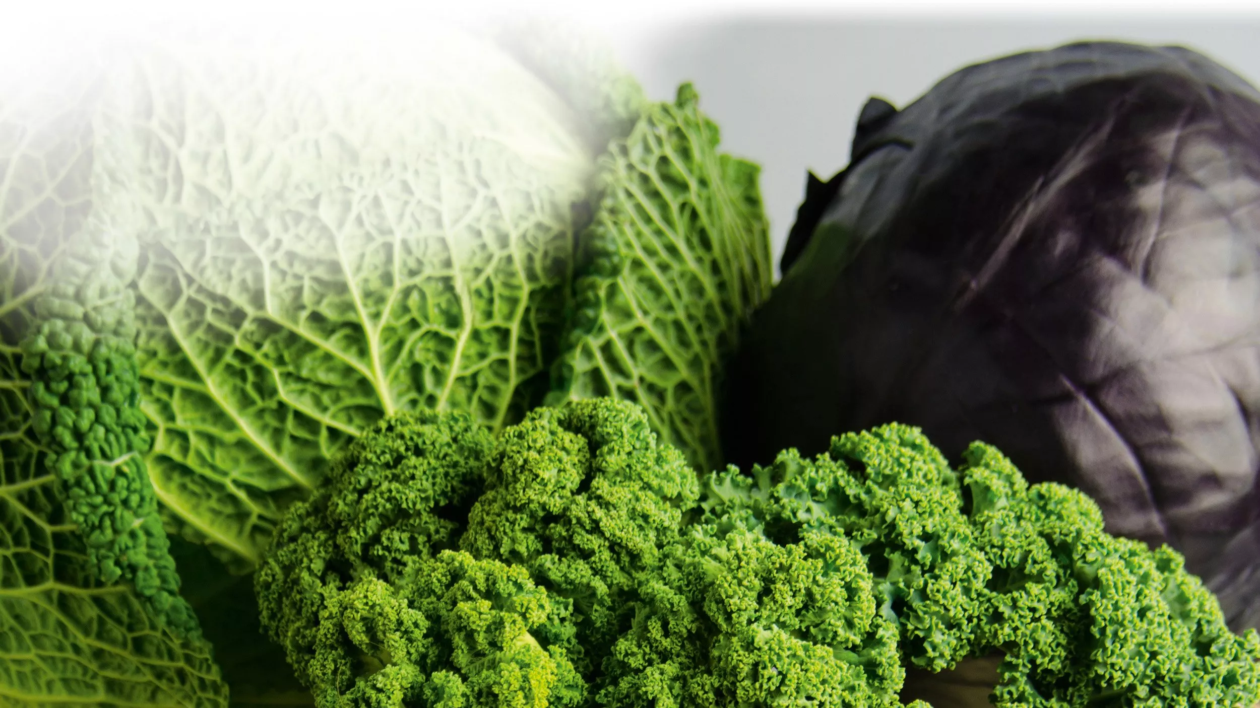 Kohl liefert Folsäure – Garant für gesundes Herz und gesunde Gefäße