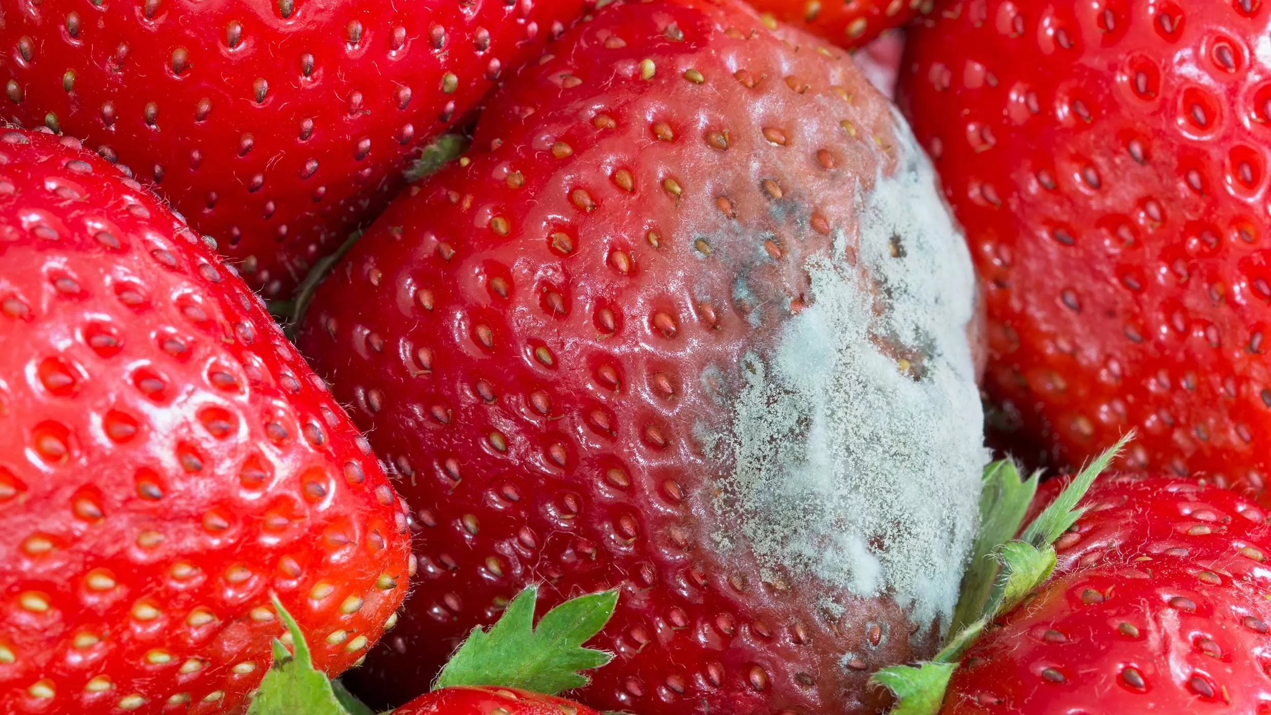 Schimmel in der Erdbeerschale. Da Pilzsporen auf die benachbarten Früchte gelangt sein könnten, raten Experten dazu, sicherheitshalber die gesamte Schale zu entsorgen - © bluedesign