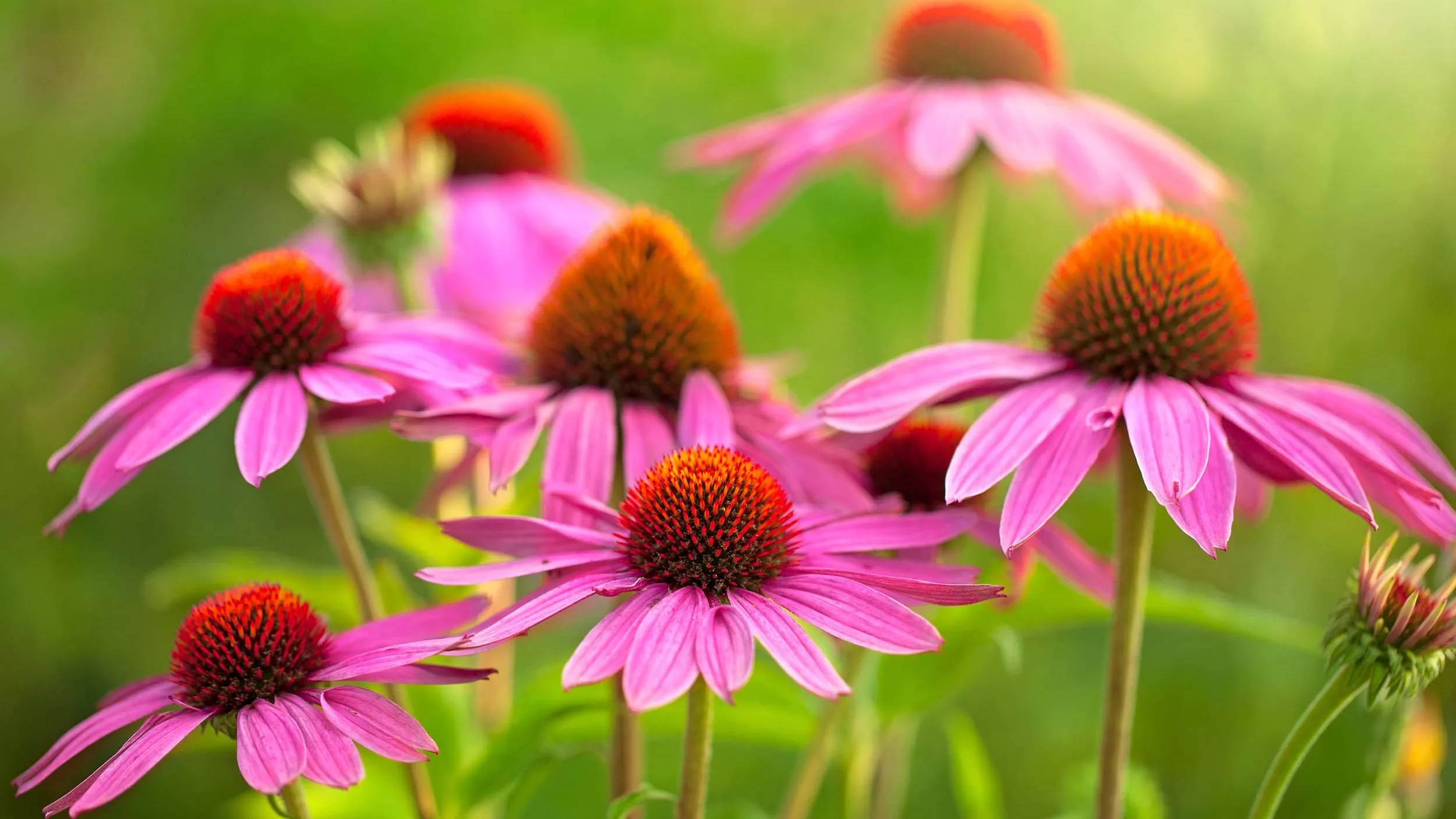 Wissenschaftliche Untersuchungen haben gezeigt: Echinacea stärkt die Immunabwehr und wirkt gegen Bakterien und Viren. - © JRP Studio