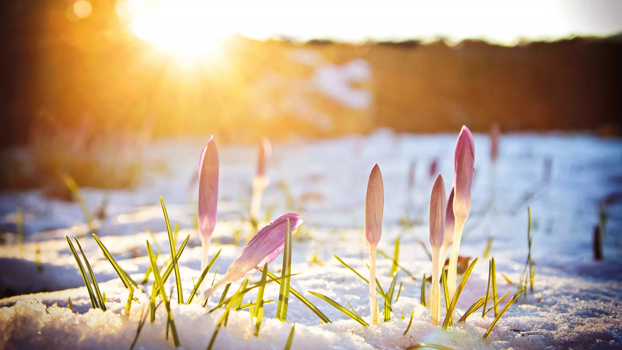Es besteht kein Zweifel mehr: Der Frühling ist zurück. - © TIMDAVIDCOLLECTION