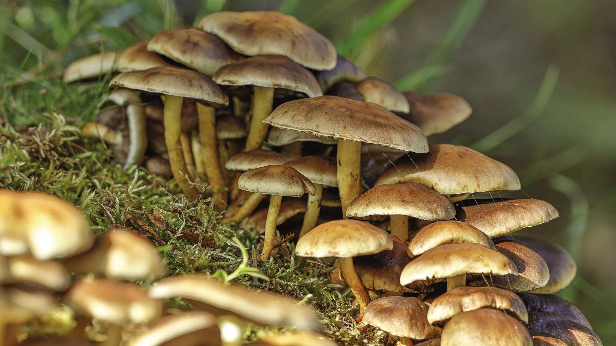 Weltweit und vor allem in der asiatischen Heilkunde gibt es eine Vielzahl an Pilzen, die zu vorbeugenden oder medizinischen Zwecken eingesetzt werden - © Ars Ulrikusch