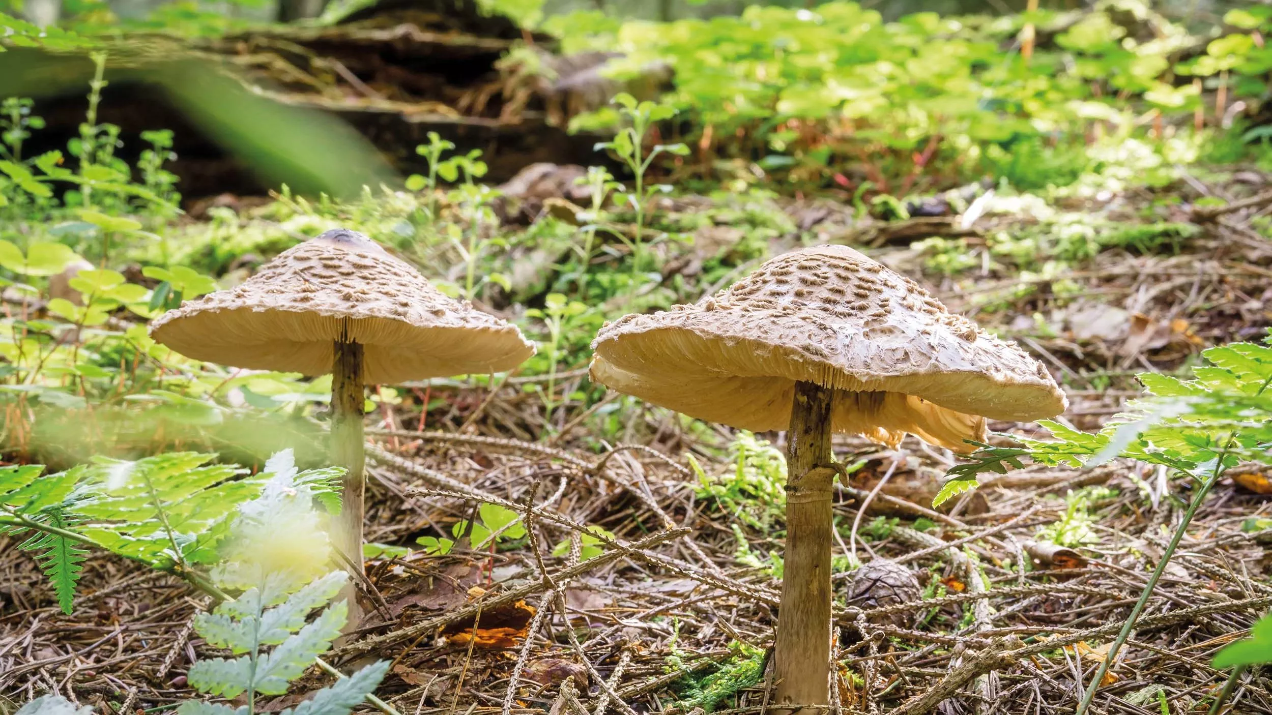 Die Bedeutung von Mykorrhizapilzen für unser Ökosystem ist enorm, denn ohne die Symbiose mit ihnen könnten Wälder, Wiesen und auch Ackerflächen nicht existieren.  - © Mister G.C.