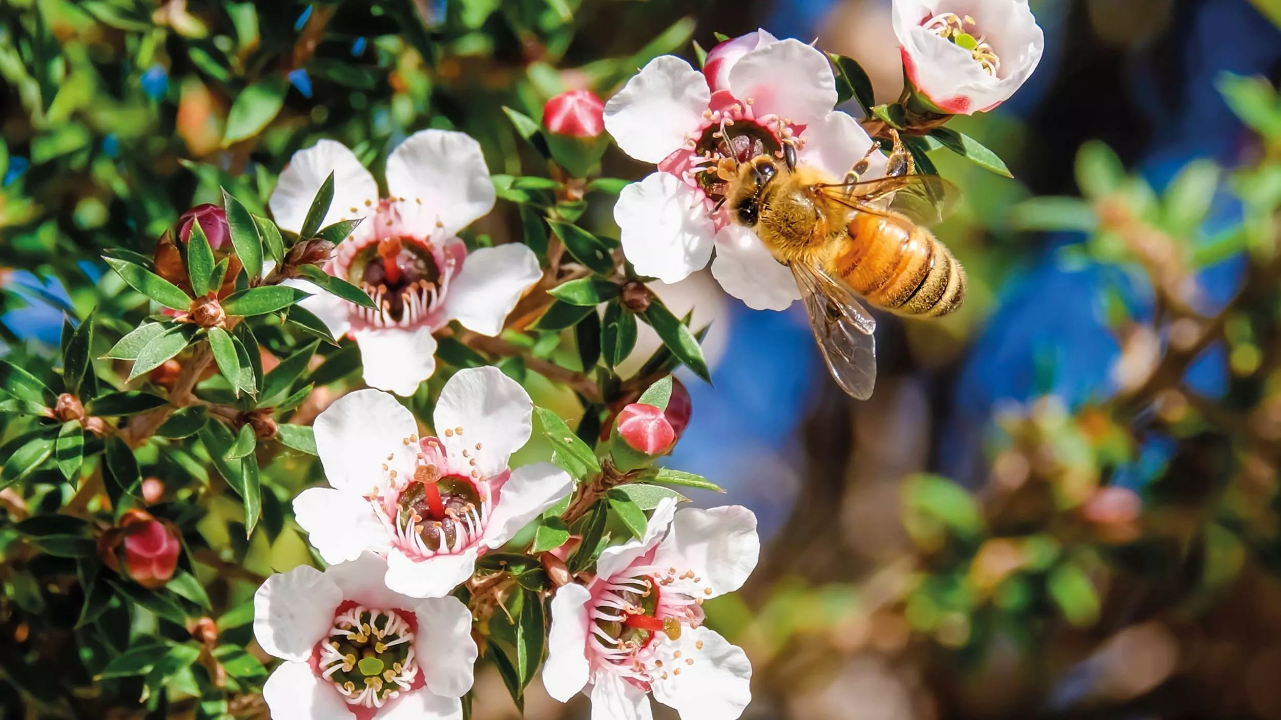 Manuka-Honig wird von Bienen aus dem Nektar der Südseemyrte produziert. Er zählt zu den ältesten Heilmitteln der Menschheit und soll auch bei Erkältungen helfen. - © Chris