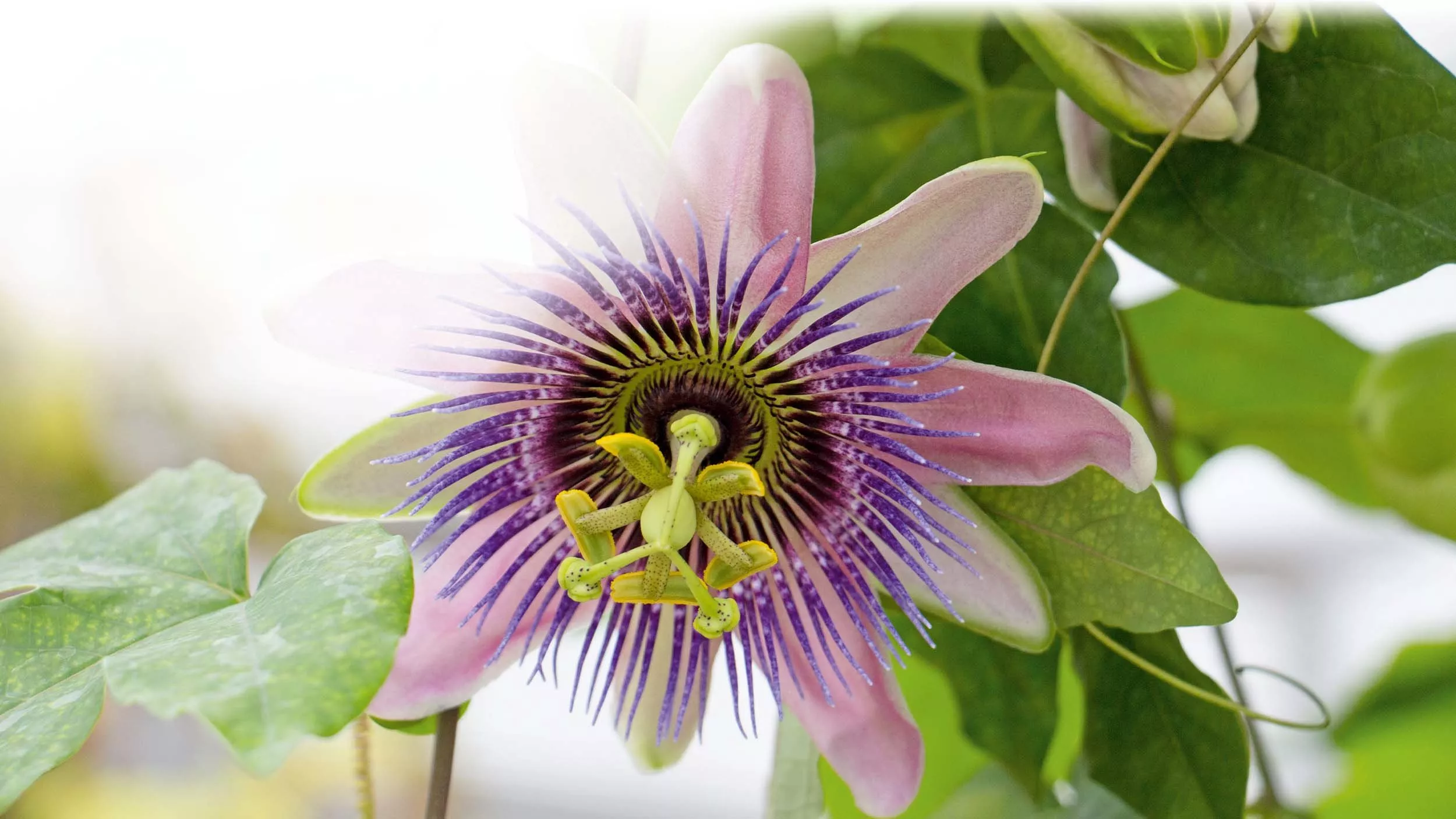 Passionsblume – Beruhigungspflanze mit kuriosem Namen