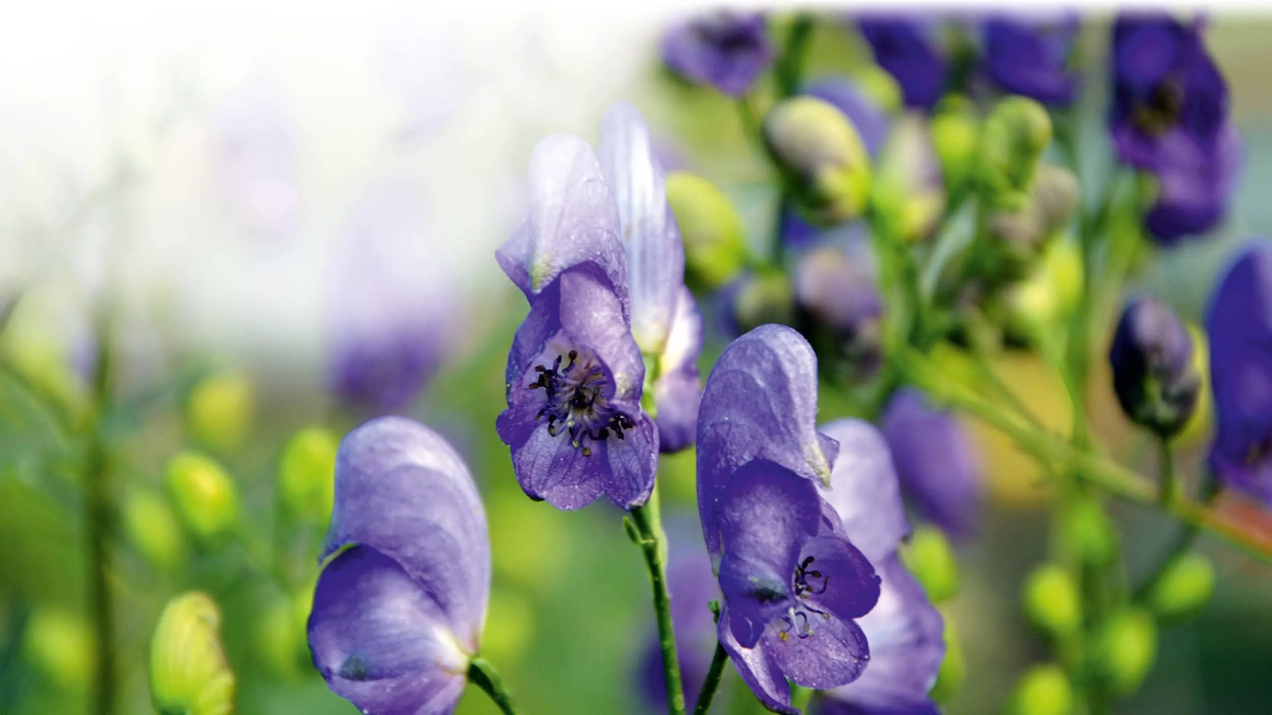 Blauer Eisenhut – früher Pfeilgift, heute Chance für Mensch und Natur