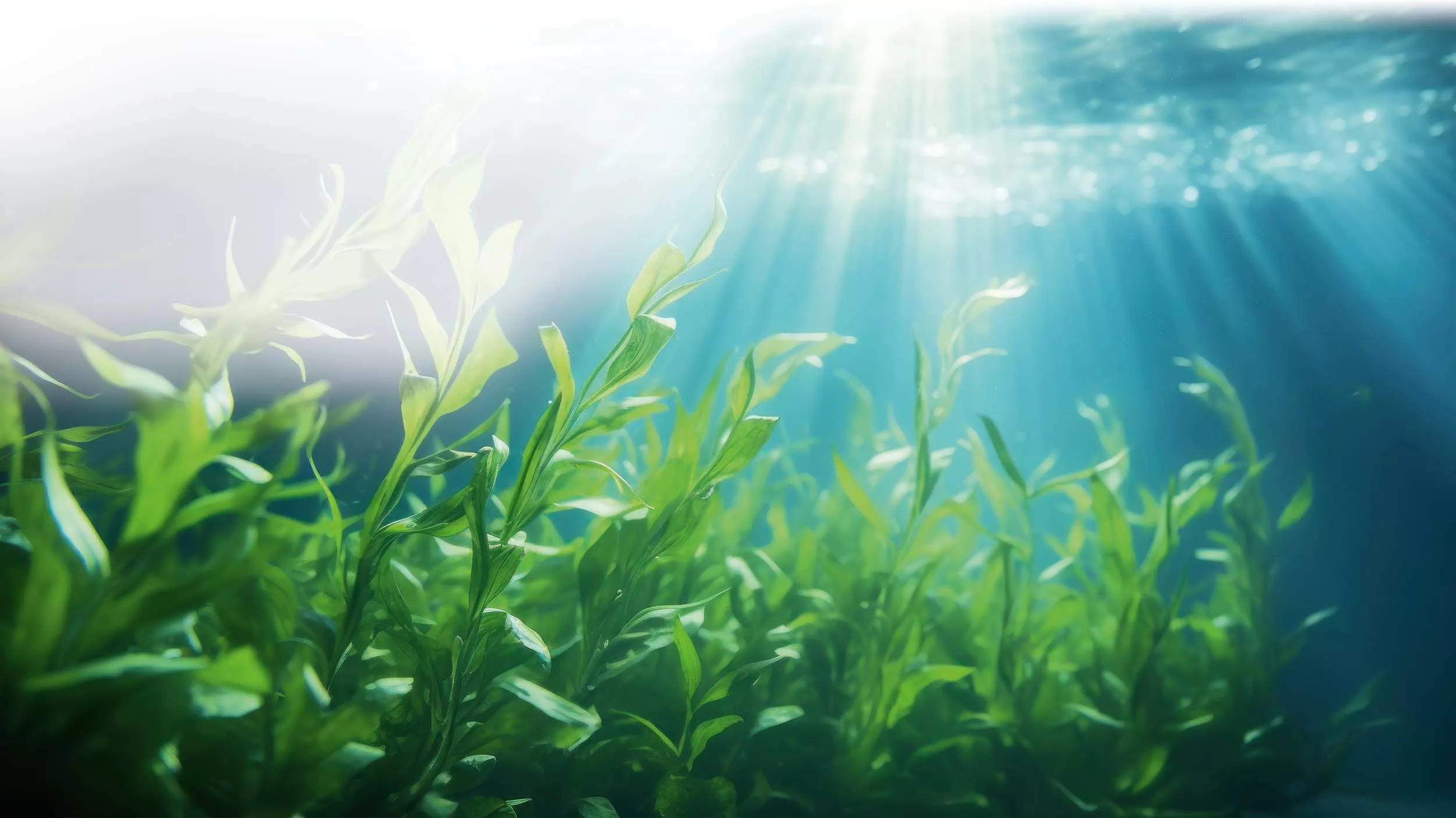 Omega-3-Fettsäuren – Brainpower aus Mikroalgen!