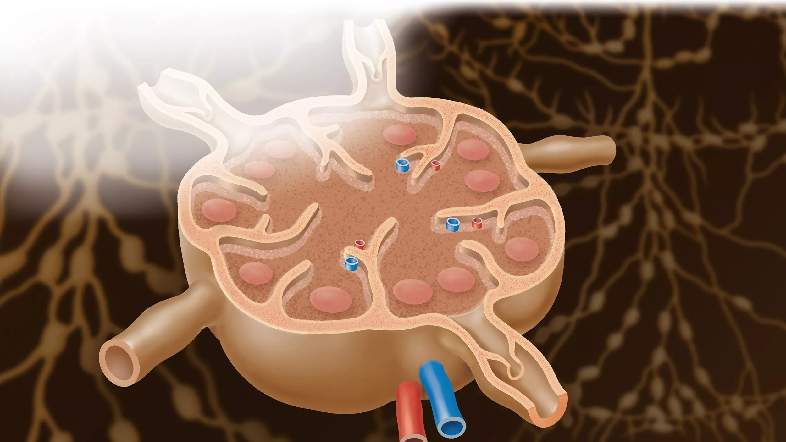 Gönnen Sie Ihrem Lymphsystem eine homöopathische Kur
