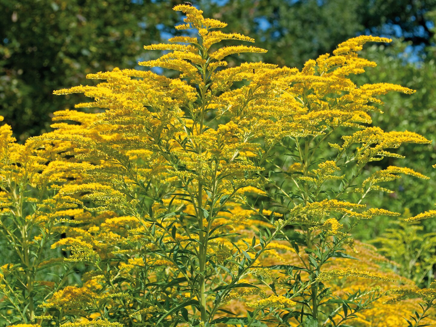 Solidago: Gold für Niere und Blase