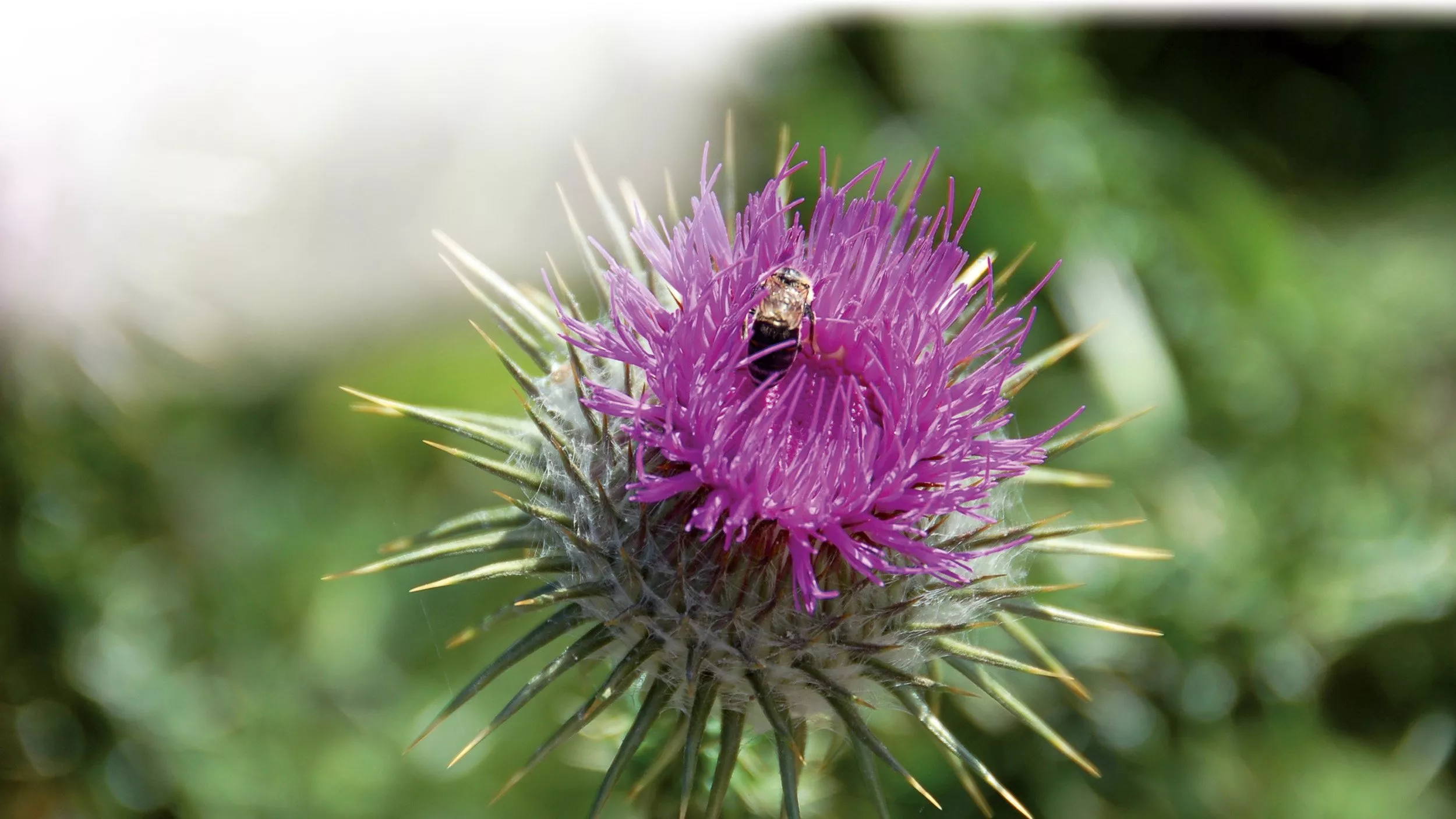 Pflanzlich gegen Grippeviren
