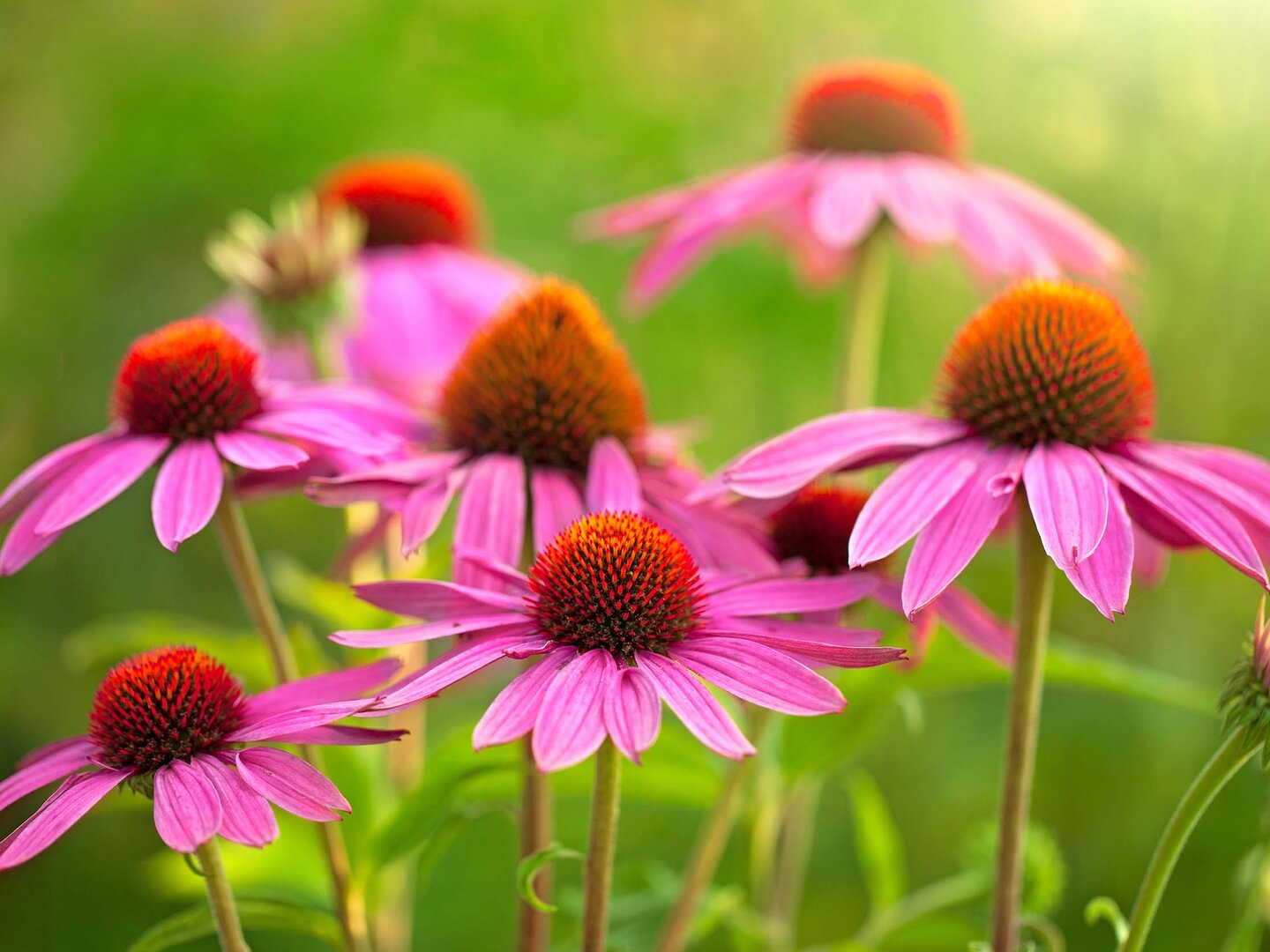 Wissenschaftliche Untersuchungen haben gezeigt: Echinacea stärkt die Immunabwehr und wirkt gegen Bakterien und Viren. - &copy JRP Studio