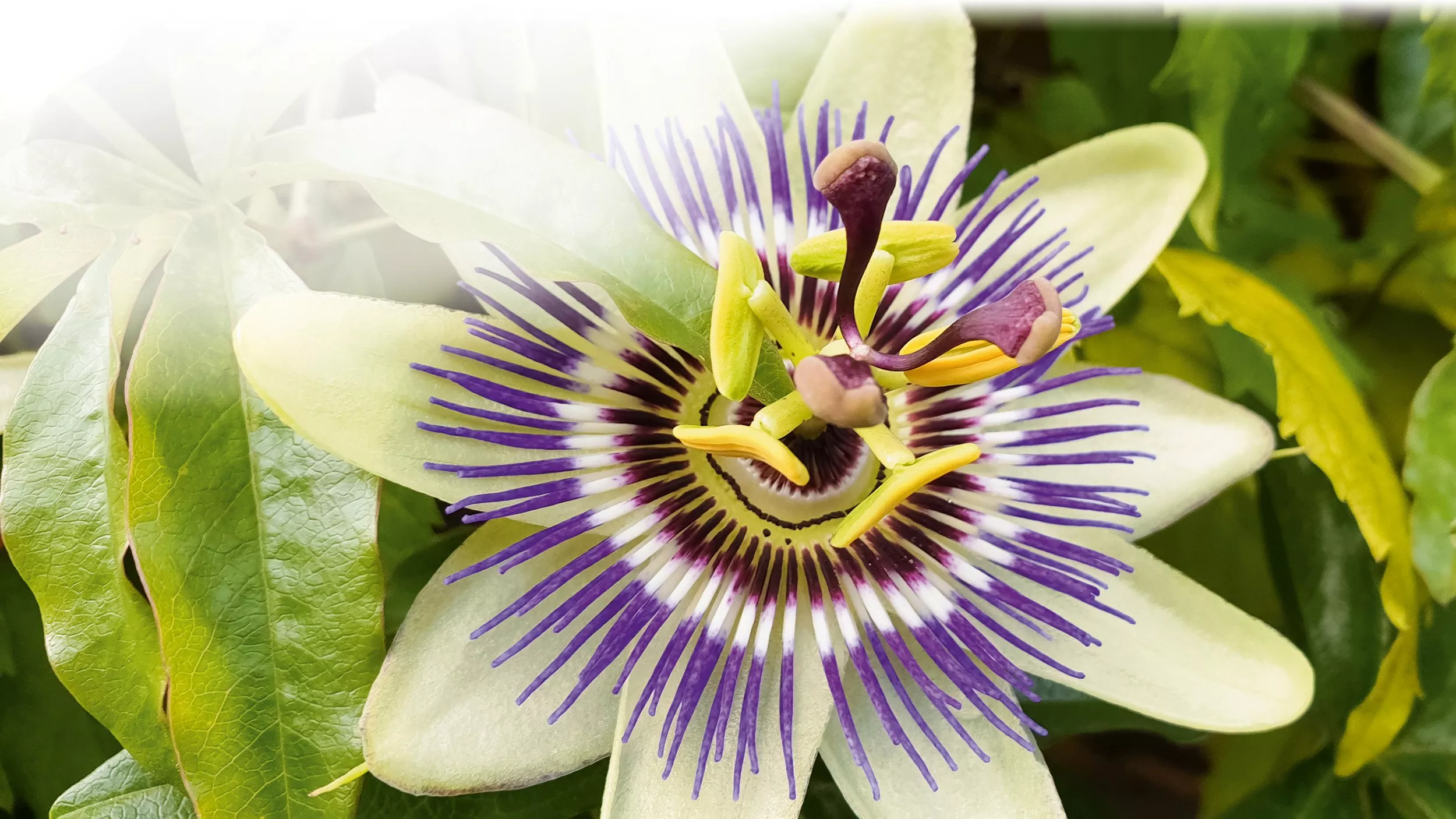 Die Heilpflanzen der Azteken