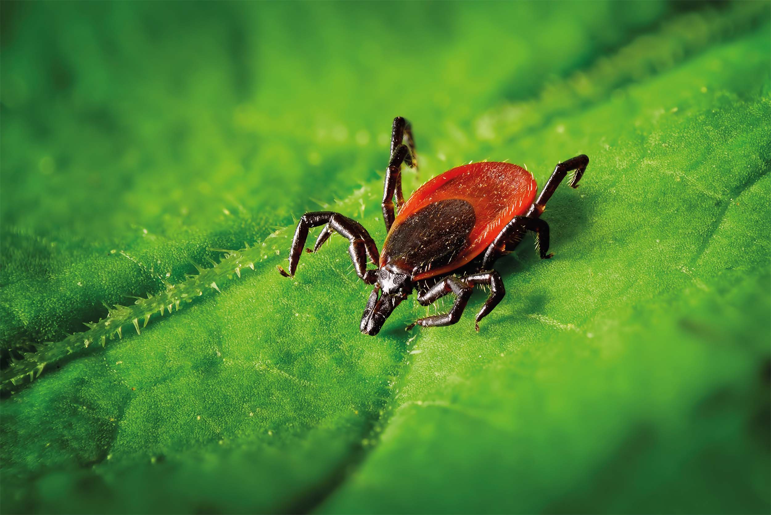 Bei grippeähnlichen Symptomen wie Abgeschlagenheit, Fieber oder Kopfschmerzen sowie bei einer kreisförmigen Hautrötung um die Bissstelle sollten Sie umgehend einen Arzt aufsuchen.  - &copy Smileus