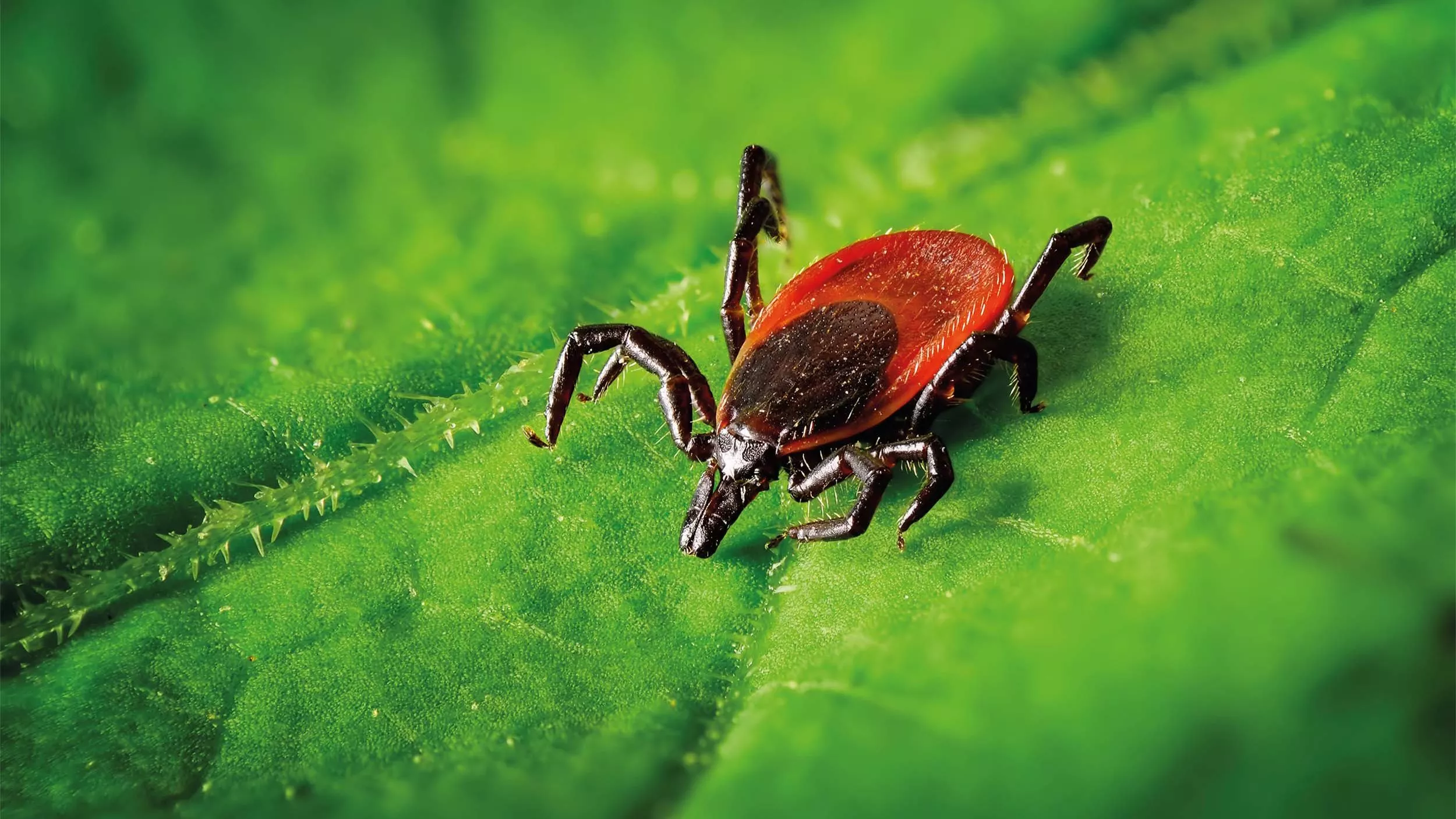 Bei grippeähnlichen Symptomen wie Abgeschlagenheit, Fieber oder Kopfschmerzen sowie bei einer kreisförmigen Hautrötung um die Bissstelle sollten Sie umgehend einen Arzt aufsuchen.  - &copy Smileus