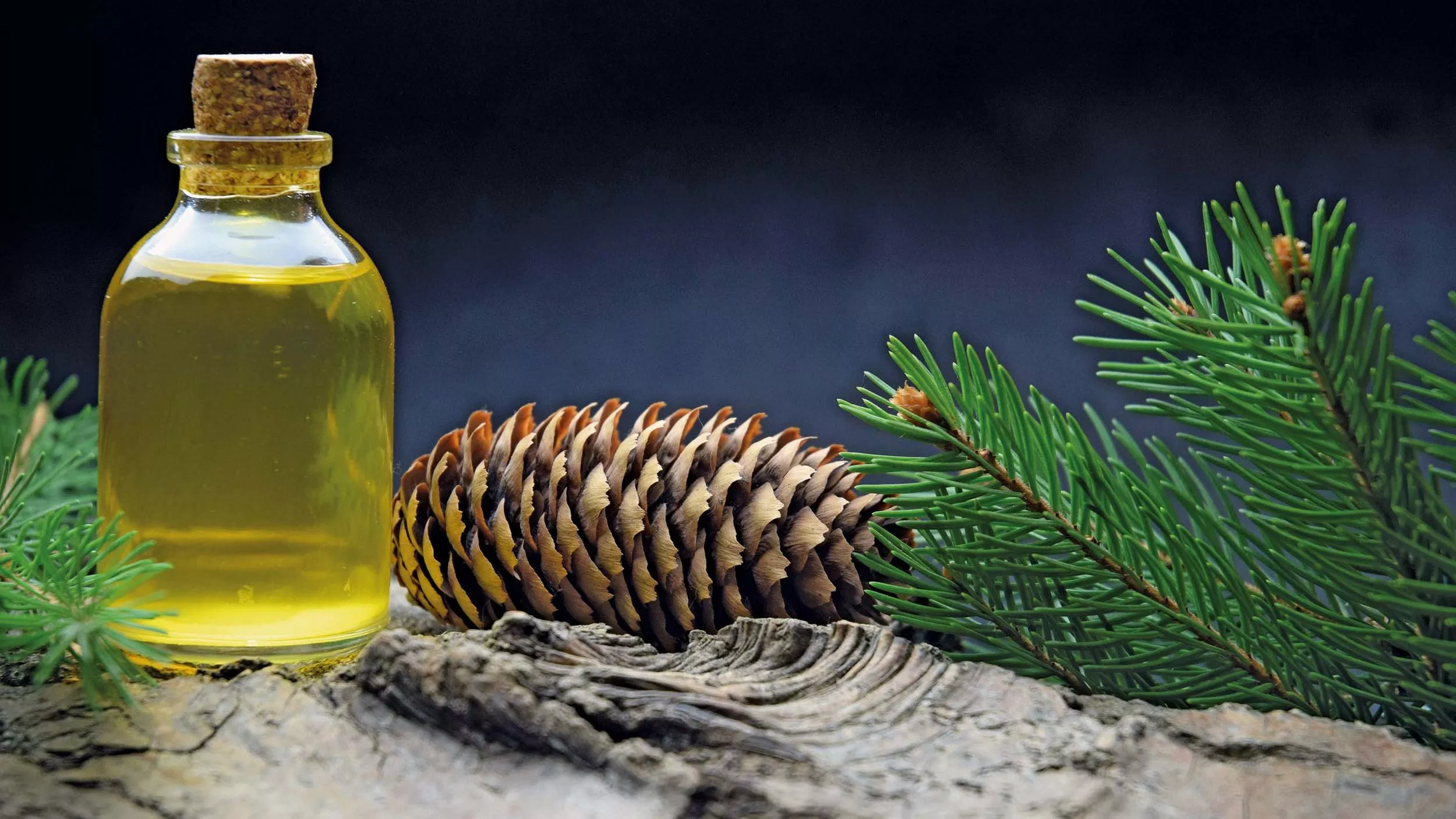 Was tun, wenn der Wald nicht gerade vor der eigenen Haustür zu finden ist?  - &copy zetat