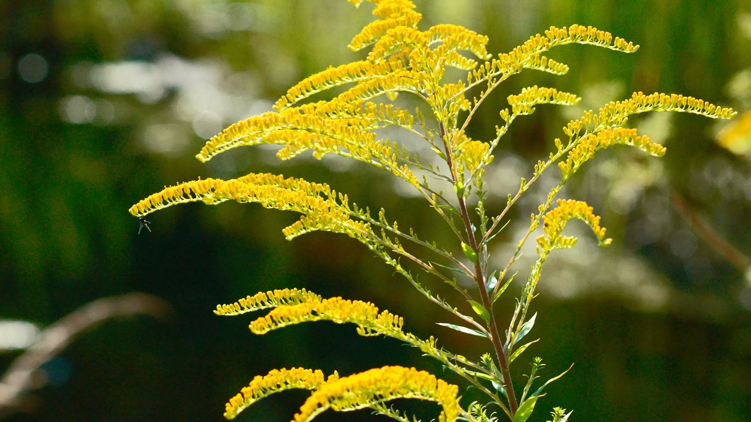 Die echte Goldrute ist eine bewährte Heilpflanze bei Harnwegsinfekten.  - &copy Matthias Krüttgen