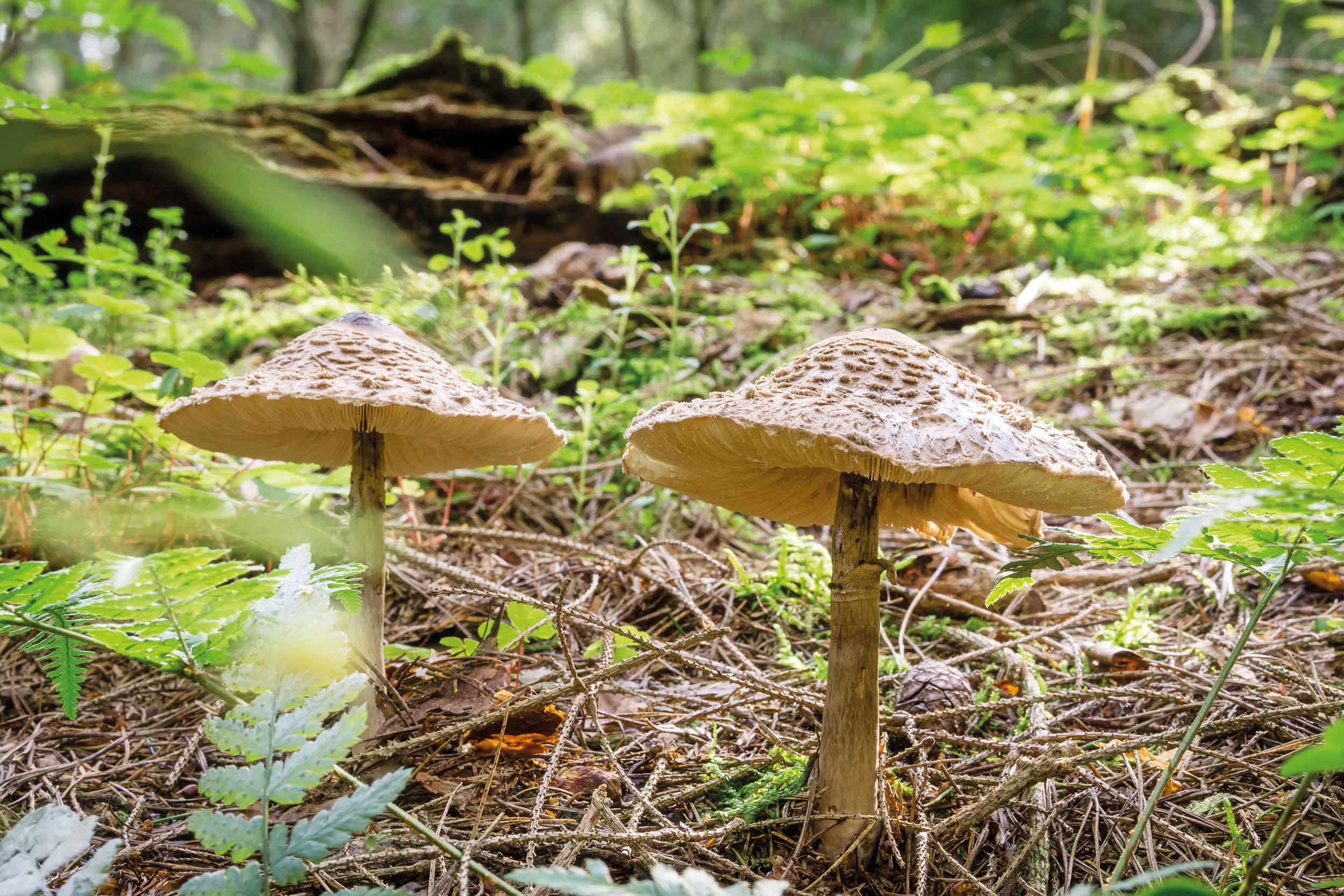 Die Bedeutung von Mykorrhizapilzen für unser Ökosystem ist enorm, denn ohne die Symbiose mit ihnen könnten Wälder, Wiesen und auch Ackerflächen nicht existieren.  - &copy Mister G.C.