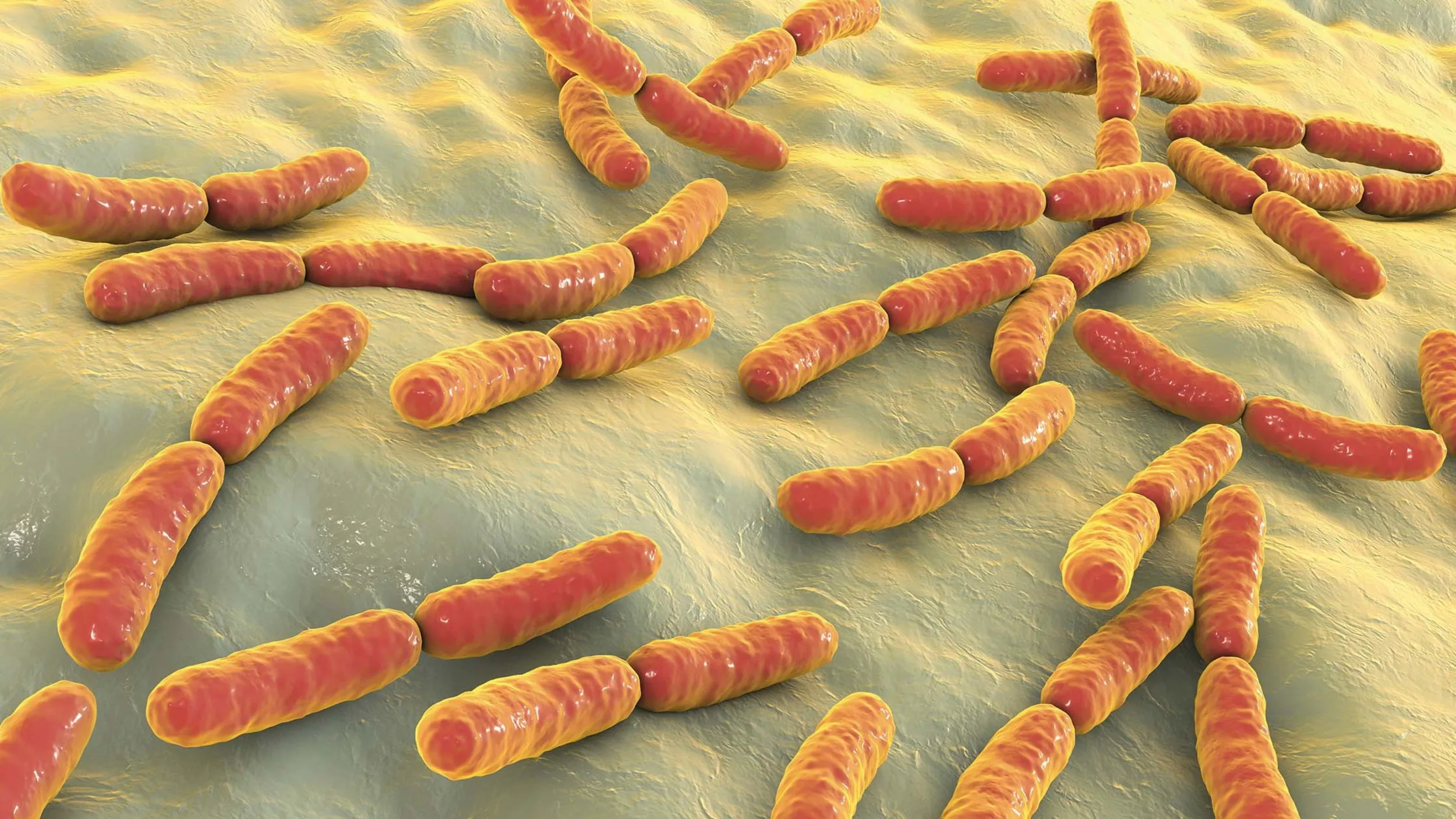 Milchsäurebakterien vom Typ Lactobacillus casei besiedeln den menschlichen Darm. Dort hemmen sie unter anderem das Wachstum von Krankheitserregern. - &copy Kateryna_Kon