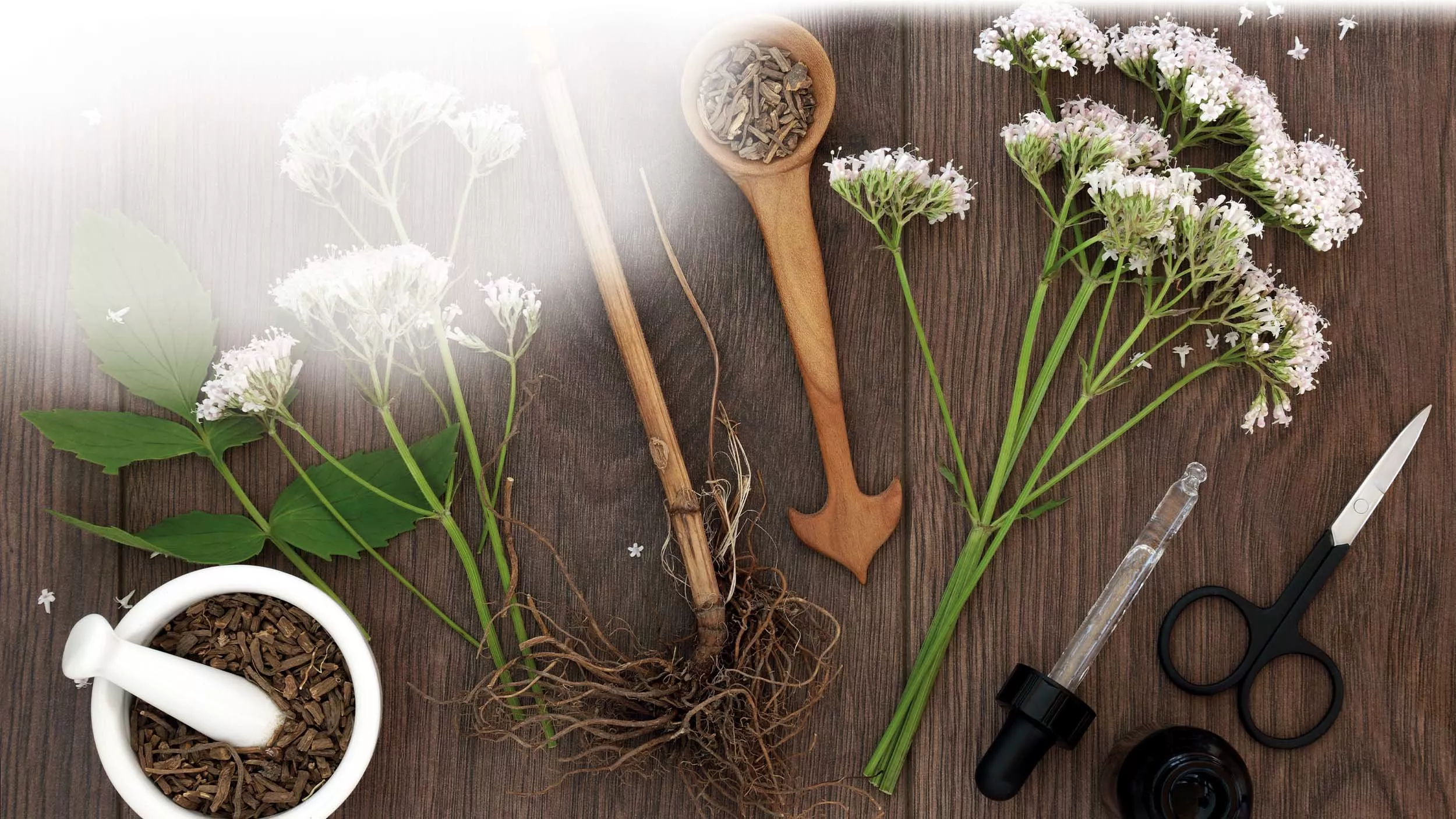 Baldrian – das magische Kraut für innere Ruhe - &copy marilyn barbone