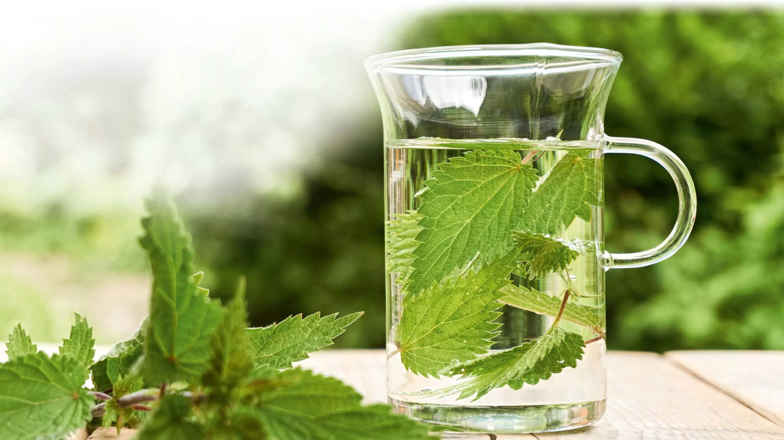 Brennnessel – Heilpflanze des Jahres 2022