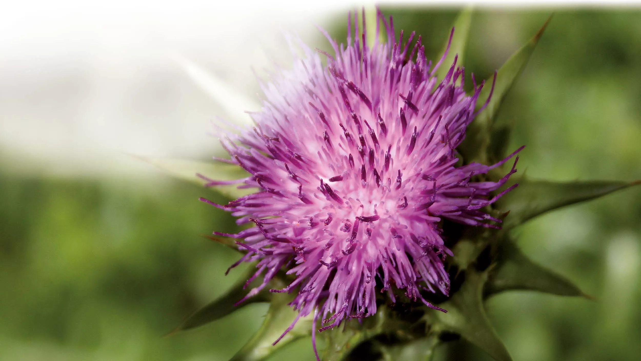 Mariendistel – ein Segen für Leber und Gallenblase