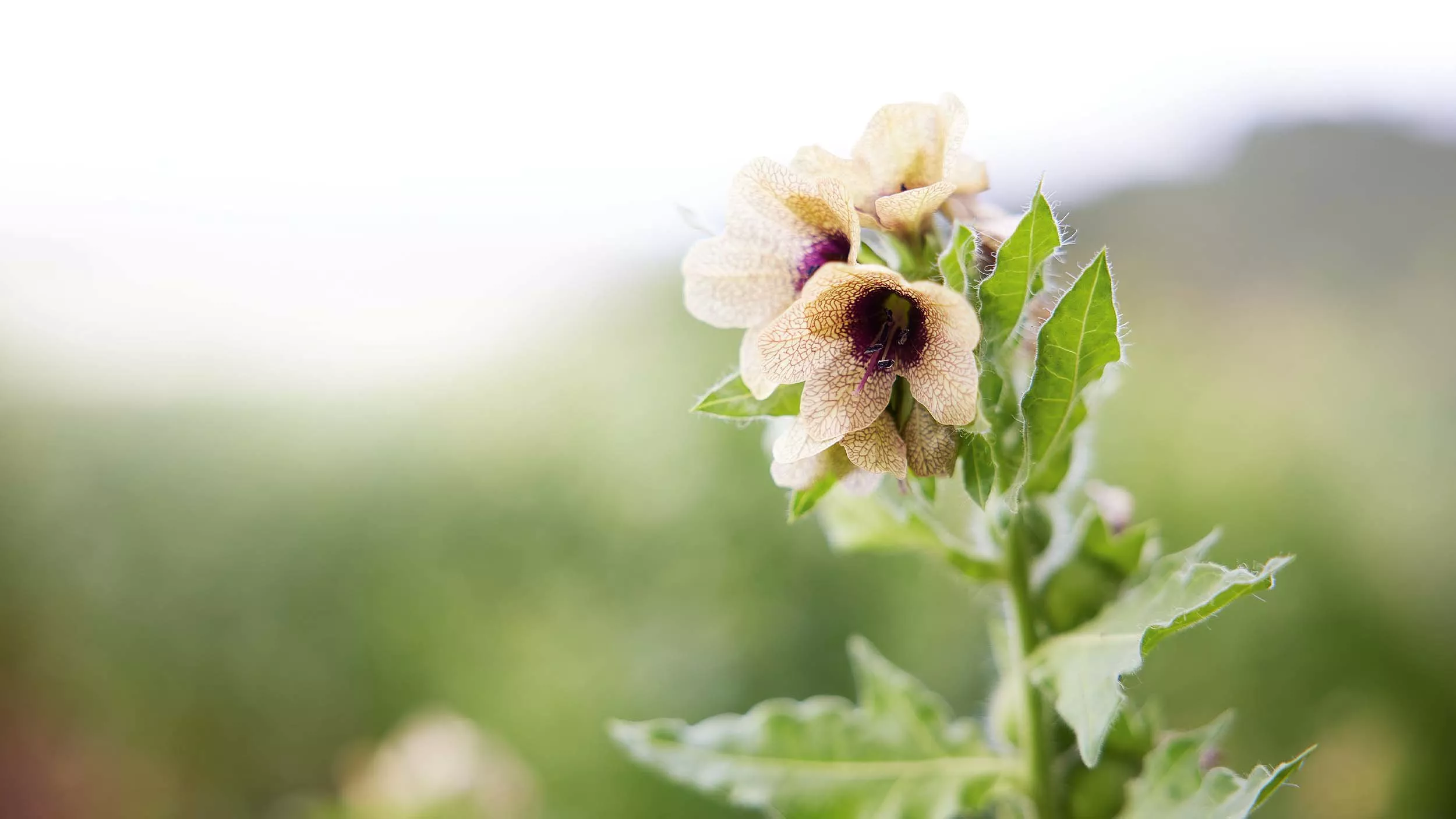 Bilsenkraut – vom Hexenkraut zum bewährten Arzneimittel
