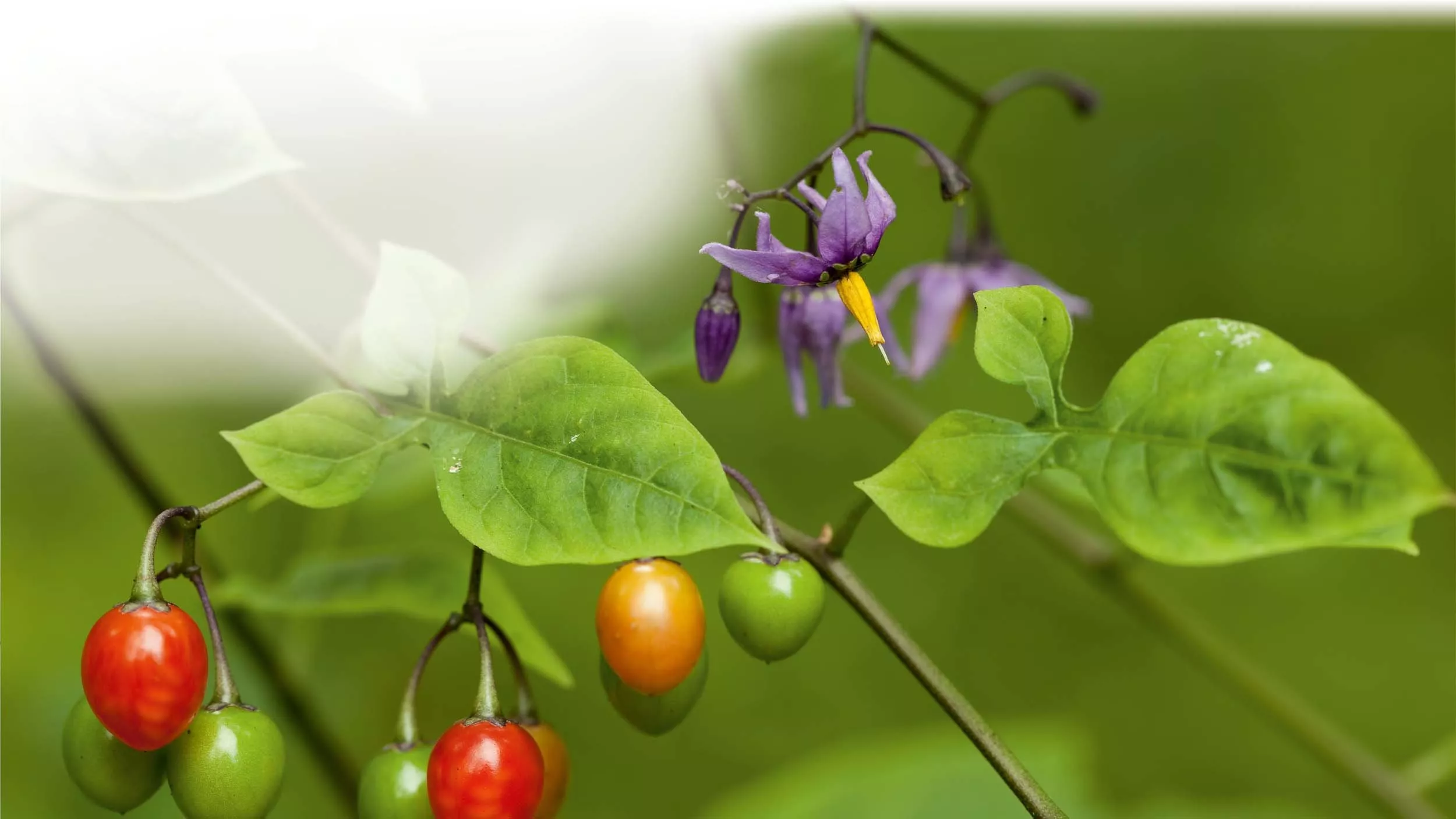 Bittersüßer Nachtschatten bei Knochen – und Gliederschmerzen