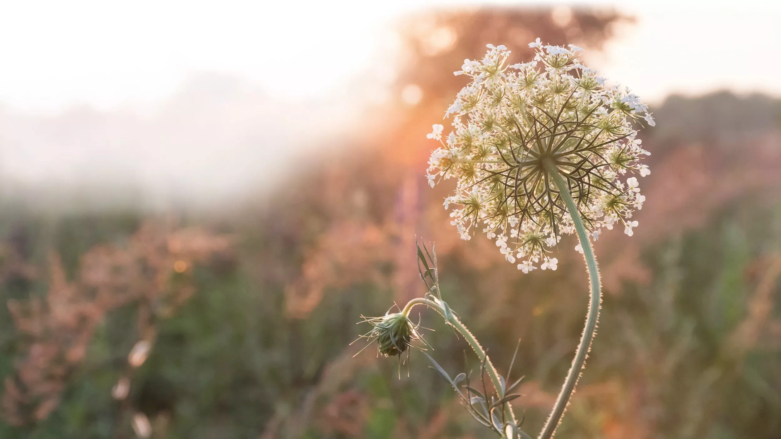 Gefleckter Schierling – Wirkungsreich, auch bei Drüsenschwellungen!
