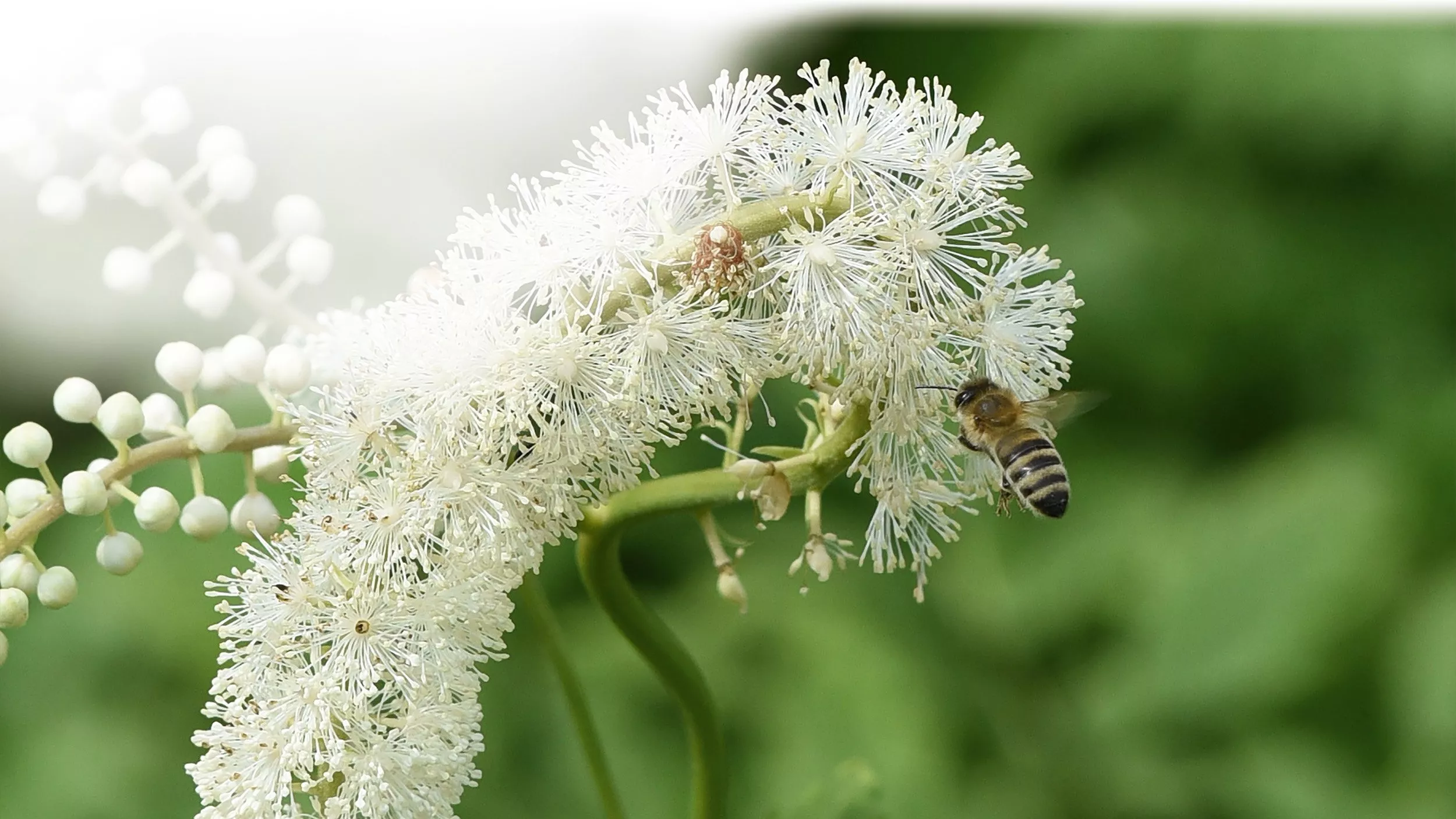 Traubensilberkerze – Kraftvoll bei Wechseljahresbeschwerden