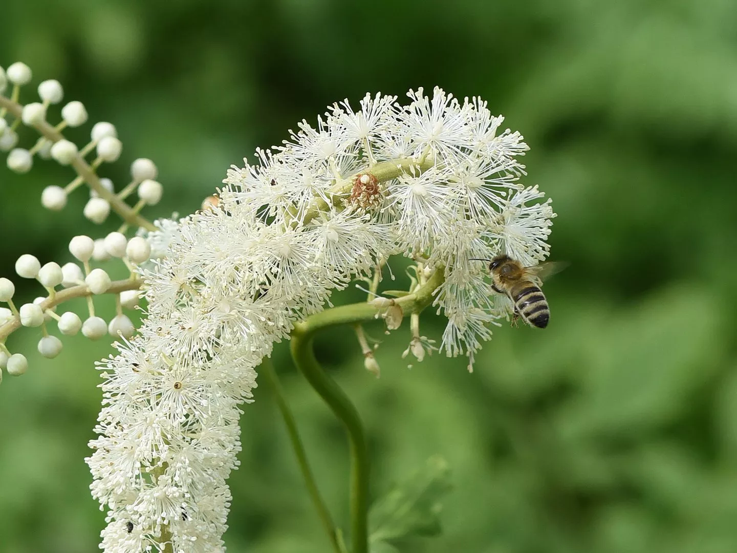 Traubensilberkerze – Kraftvoll bei Wechseljahresbeschwerden