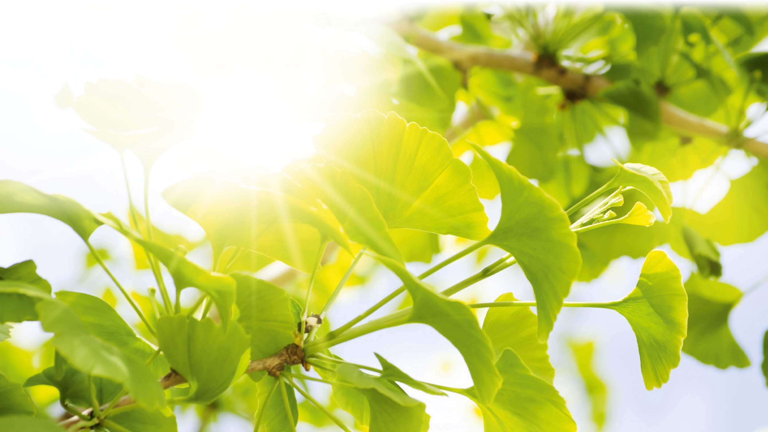Ginkgo – ein Licht am Horizont der Gefäßgesundheit?