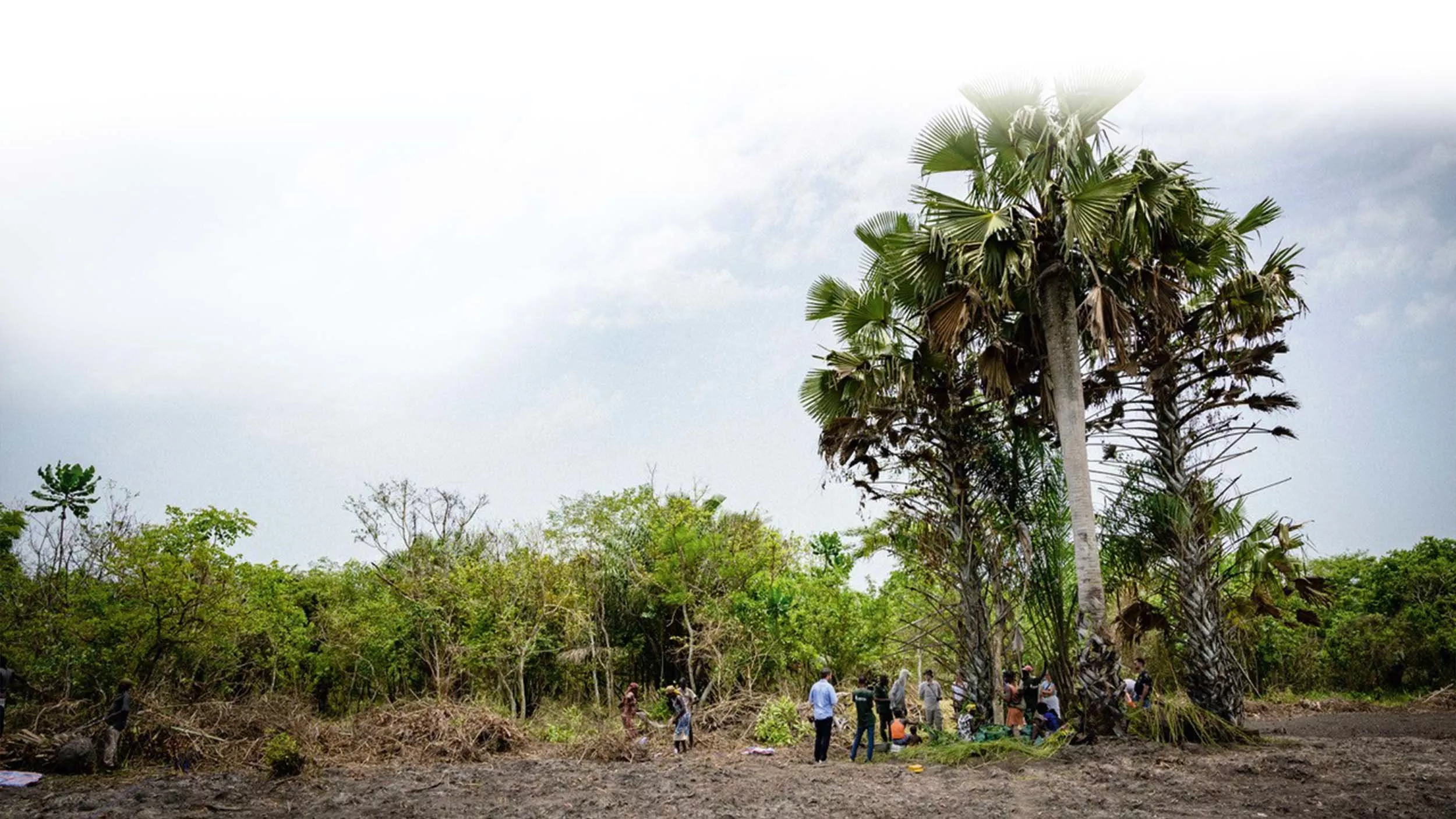 Klimawandel und nachhaltige Landwirtschaft: ökologische und soziale Verbesserungen durch syntropischen Agroforst in Togo