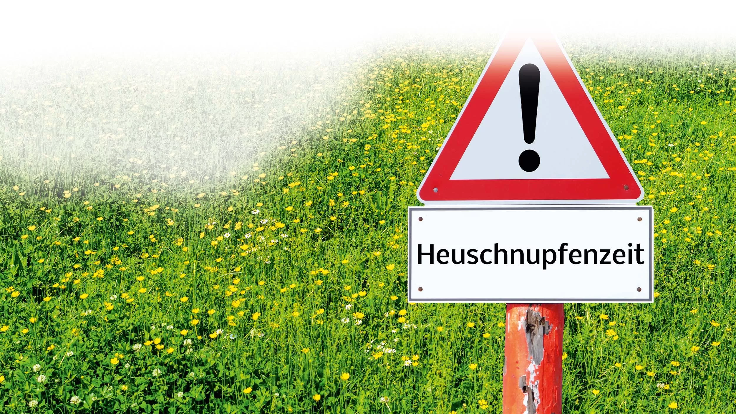 Allergie auch im Sommer?