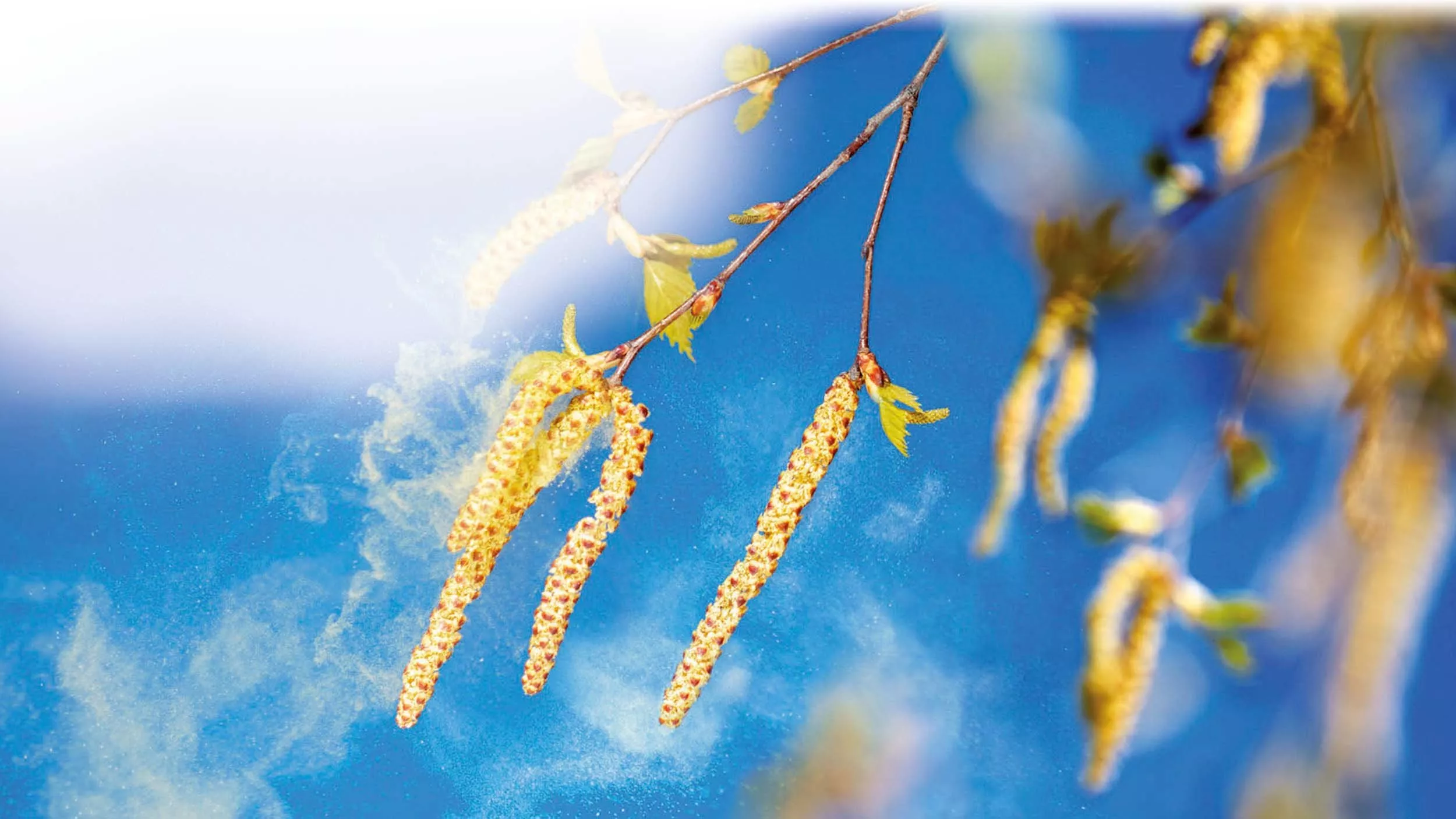 Bei allergischer Rhinitis