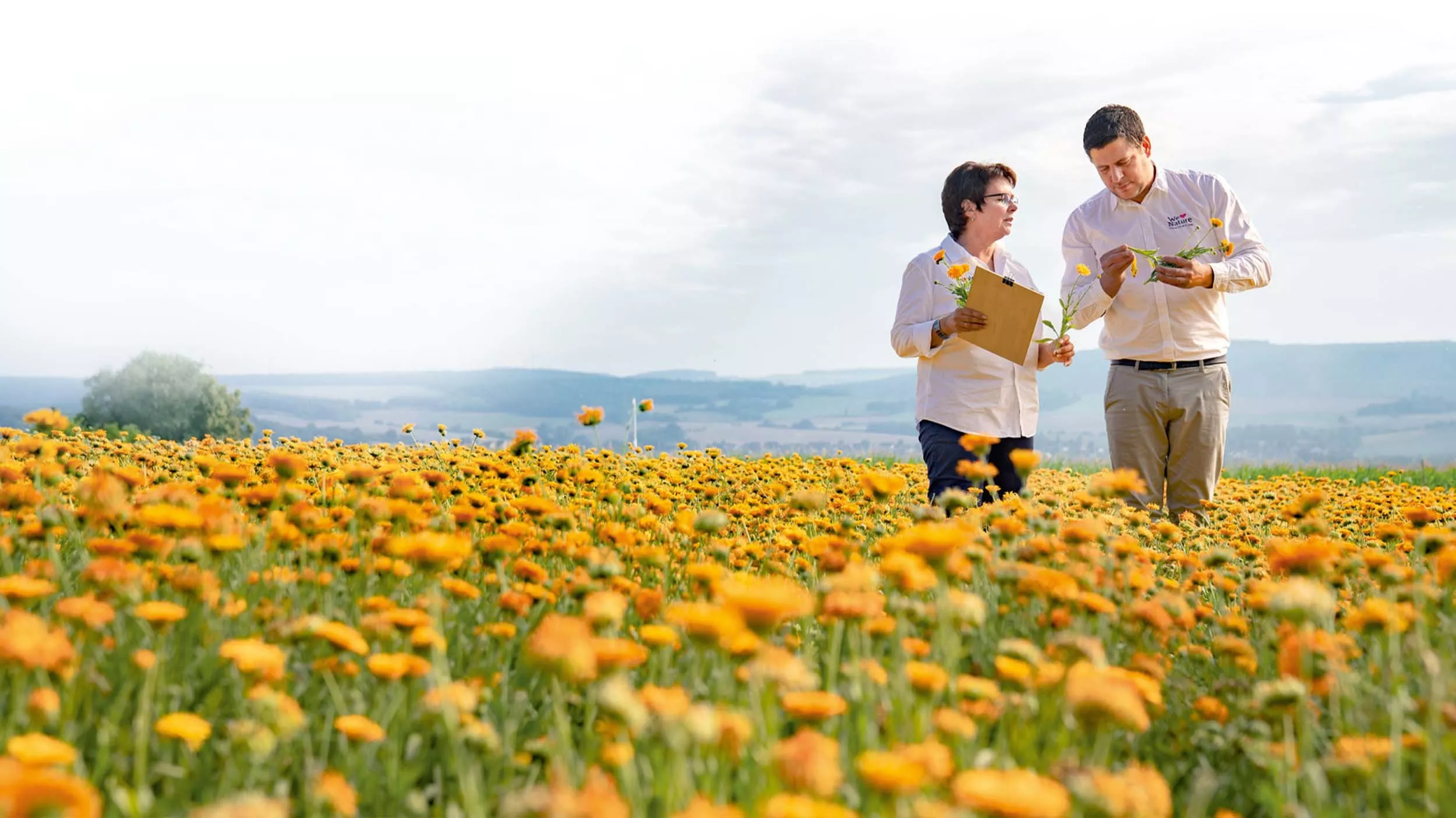 Hevert baut seit zehn Jahren Heilpflanzen an