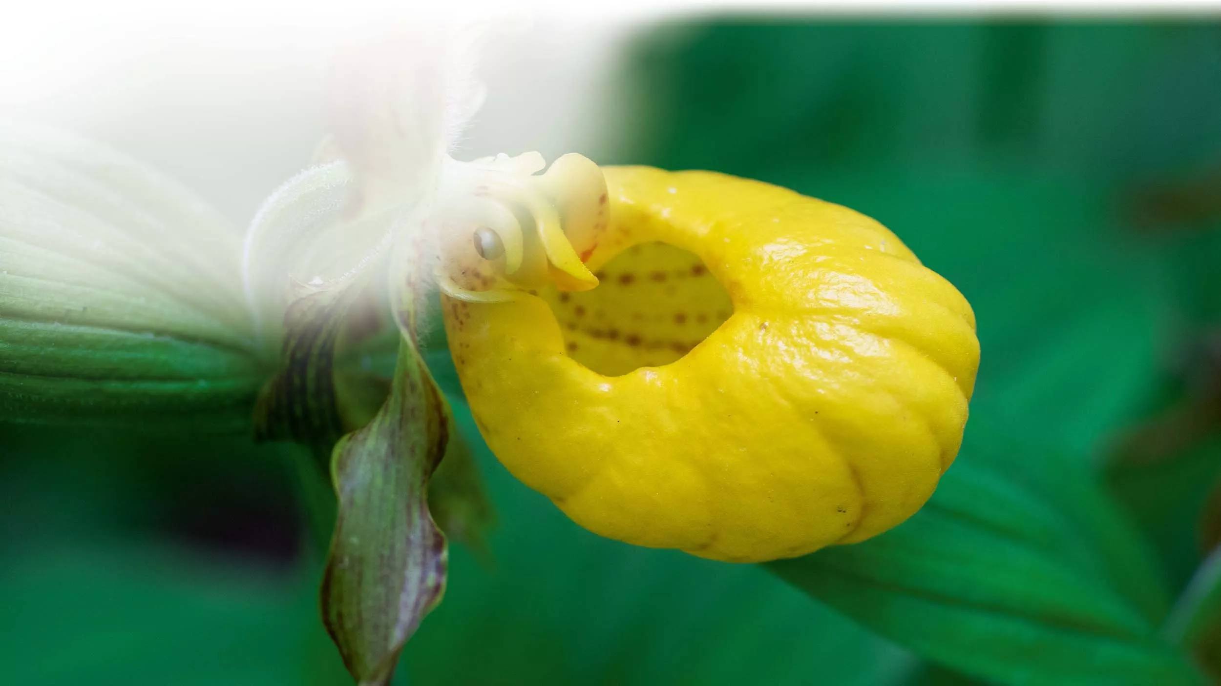Der Frauenschuh ist nach der Form seiner Blüten benannt, die an elegante Damenschuhe oder Pantoffeln erinnern - &copy clubhousearts