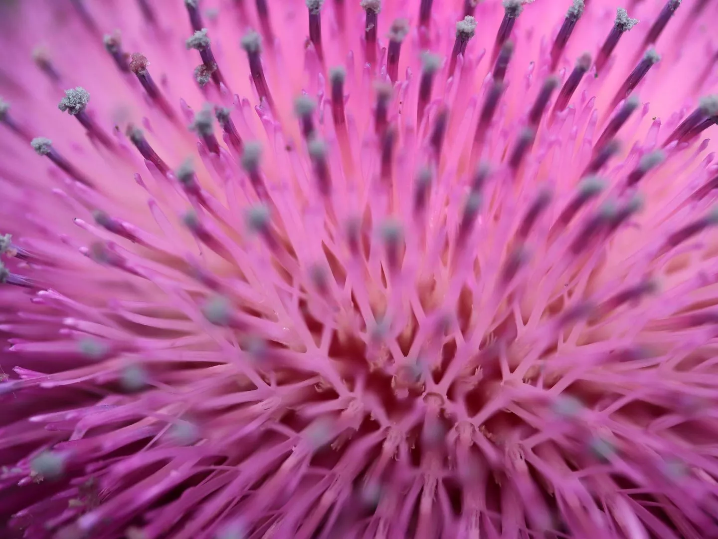 Phytoporträt Mariendistel: Zurück zur Natur - &copy Kybele