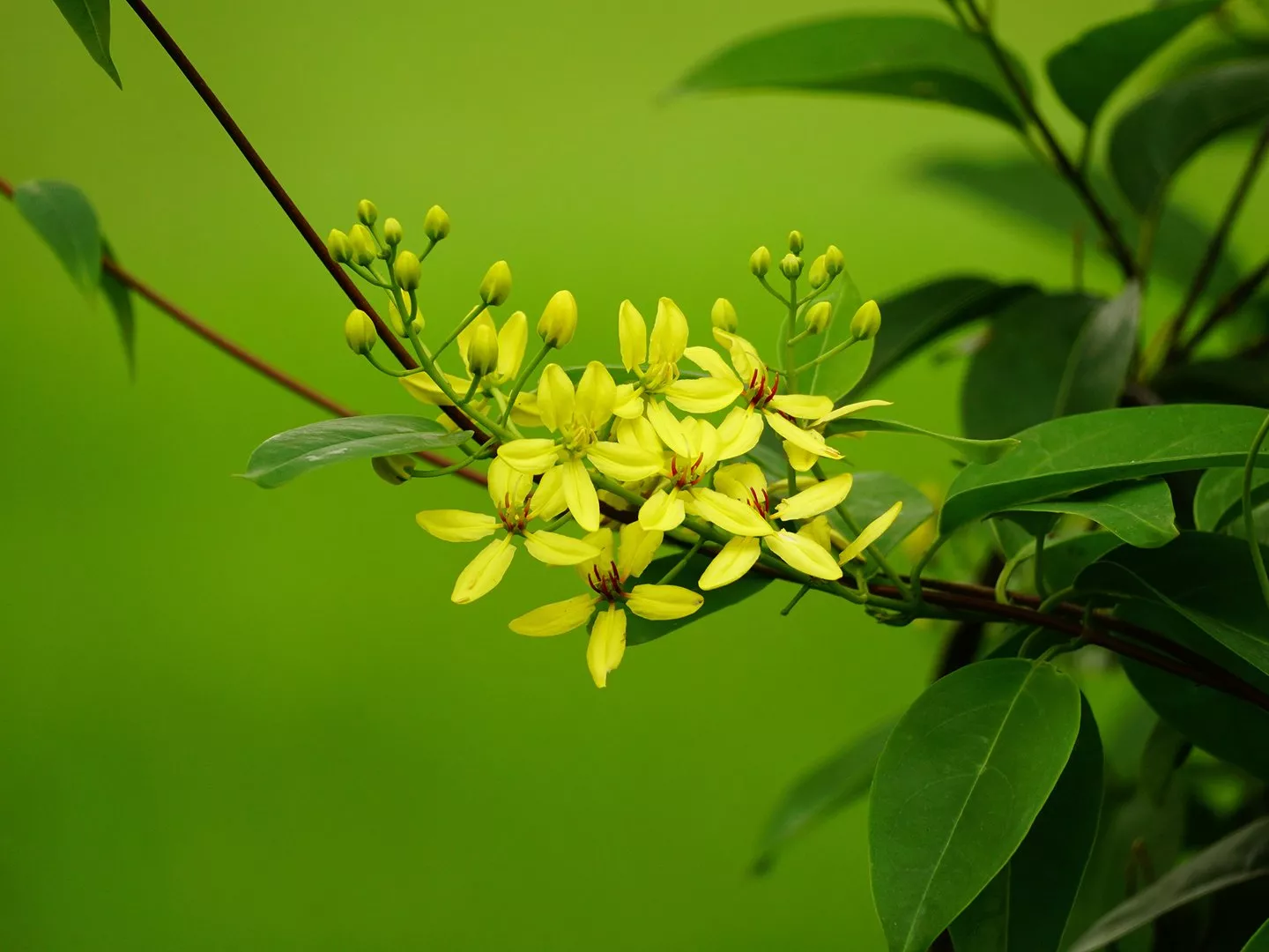 Kleiner Goldregen unterstützt und beruhigt das vegetative Nervensystem in Situationen hoher Belastung - &copy Nguyen Thi Nhu Quynh