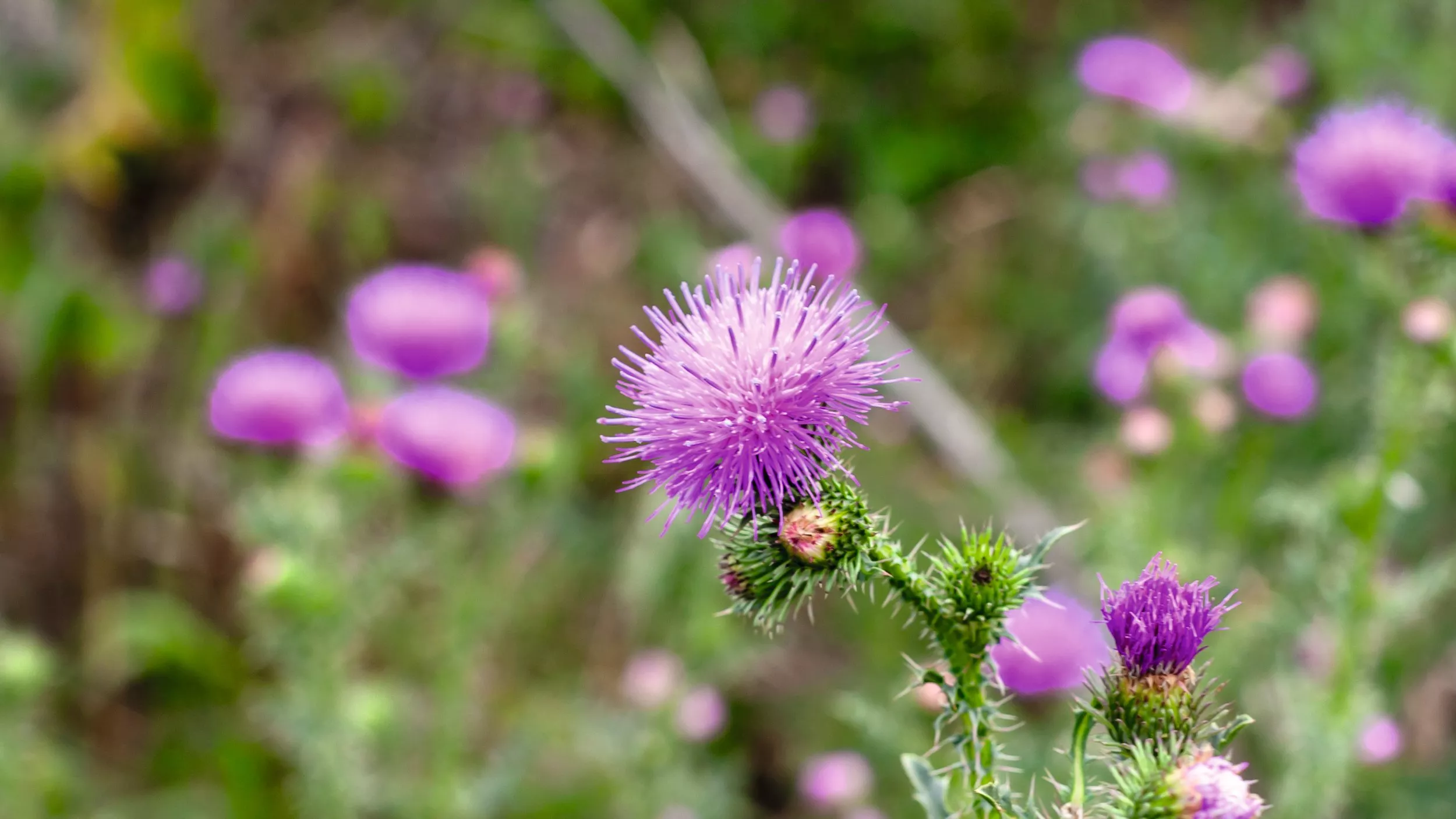 Neu: Silymarin Hevert Mariendistelkapseln