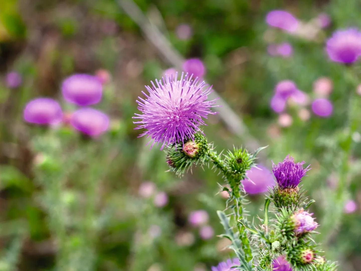 Neu: Silymarin Hevert Mariendistelkapseln