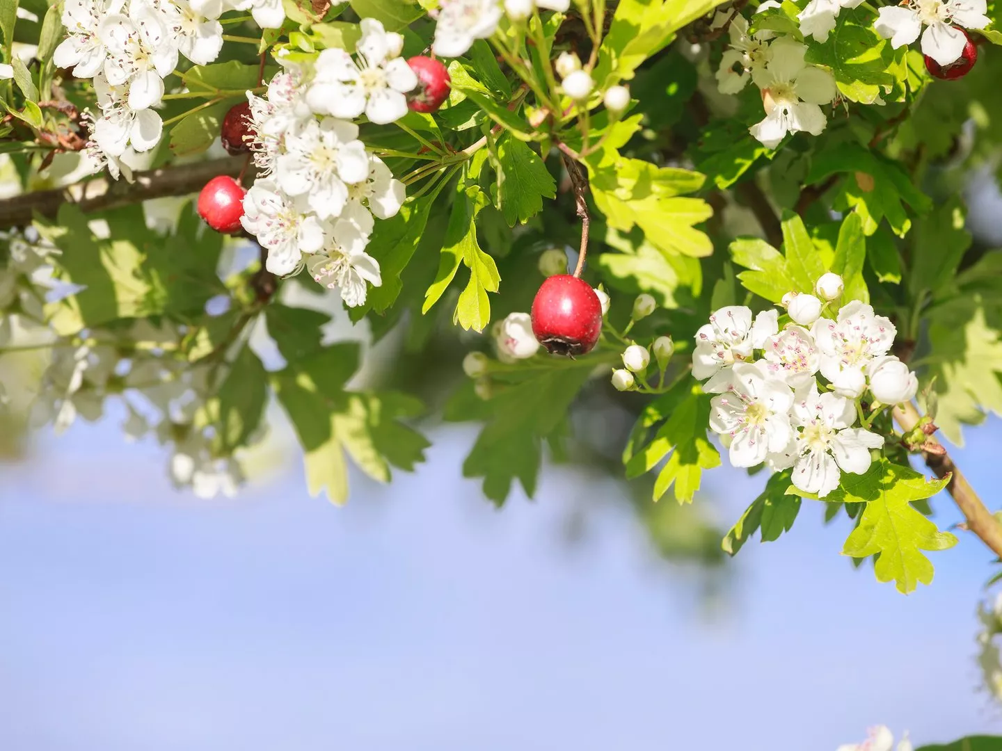Weißdorn ist heute eine der am besten erforschten Heilpflanzen Europas - &copy Olha Rohulya