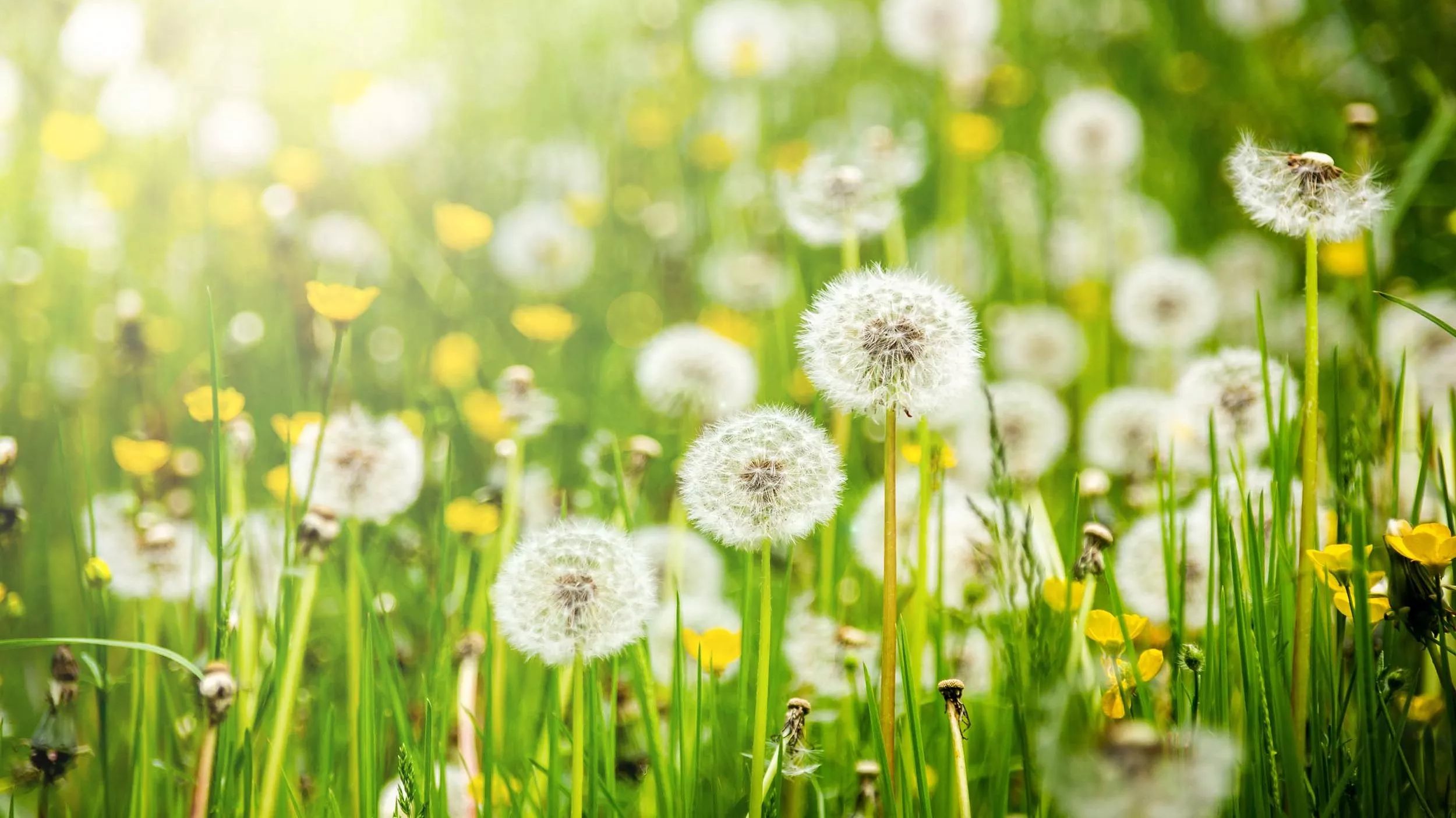 Feld mit Löwenzahn - &copy Sergey Fedoskin