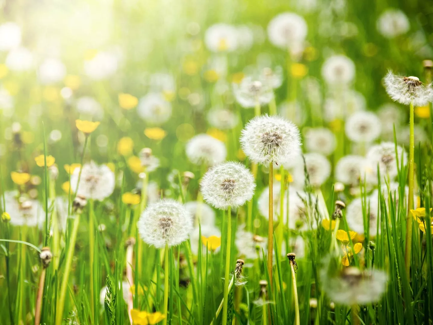 Feld mit Löwenzahn - &copy Sergey Fedoskin