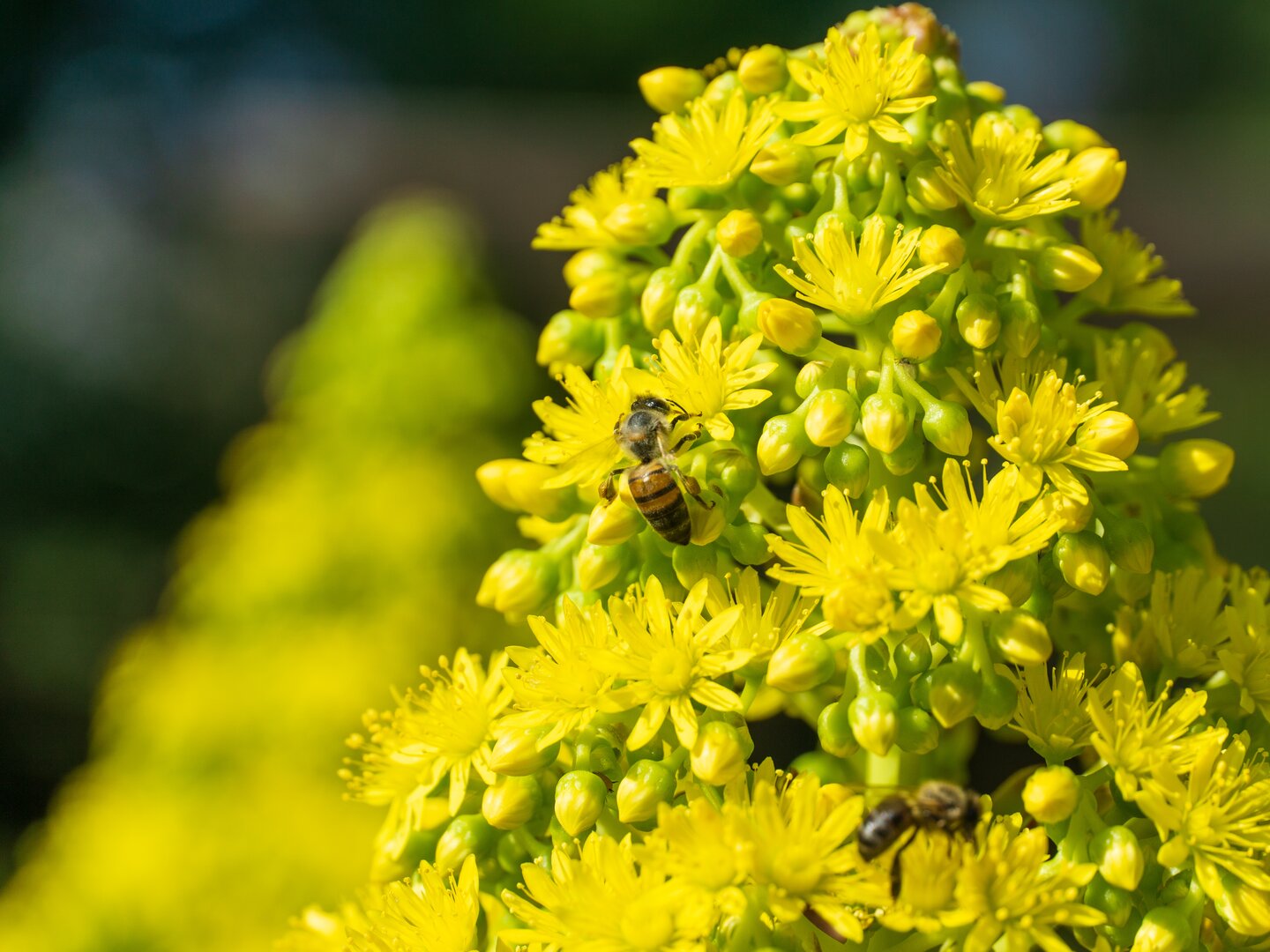 Die Echte Goldrute ist mit ihren leuchtend goldgelben Blüten nicht nur für Bienen interessant - &copy Christopher Bischel/Wirestock