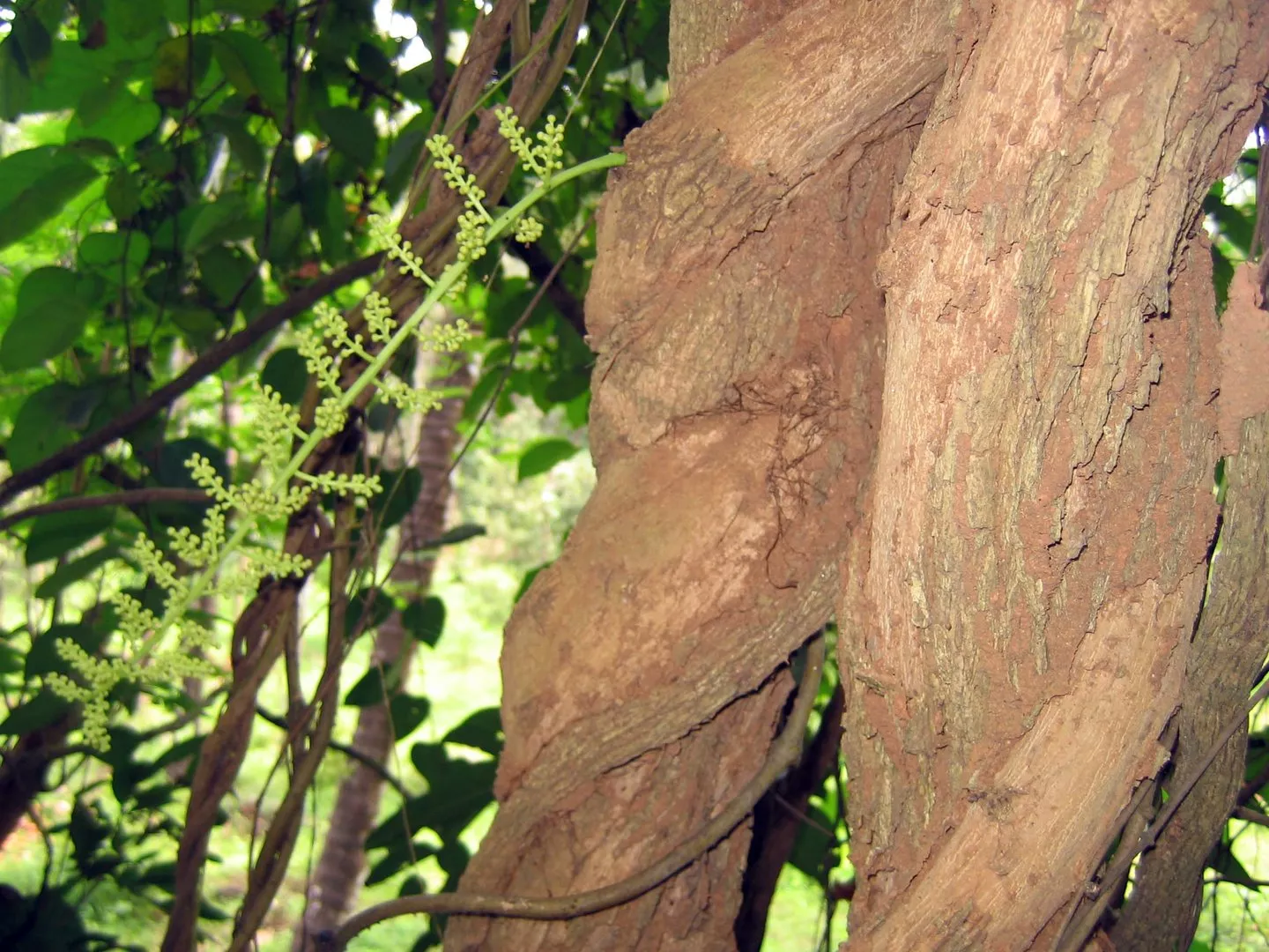 Cocculus – von der Gefahr zur Heilkunst