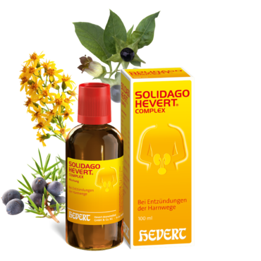 Solidago Hevert Complex